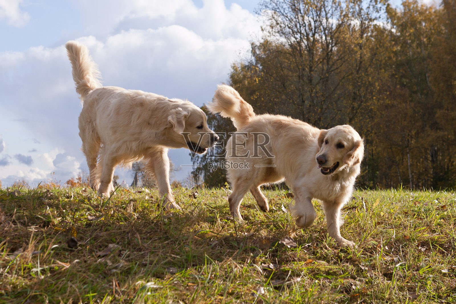 在草地上奔跑的拉布拉多寻回犬。在公园遛狗和玩耍。快乐的宠物在野外照片摄影图片