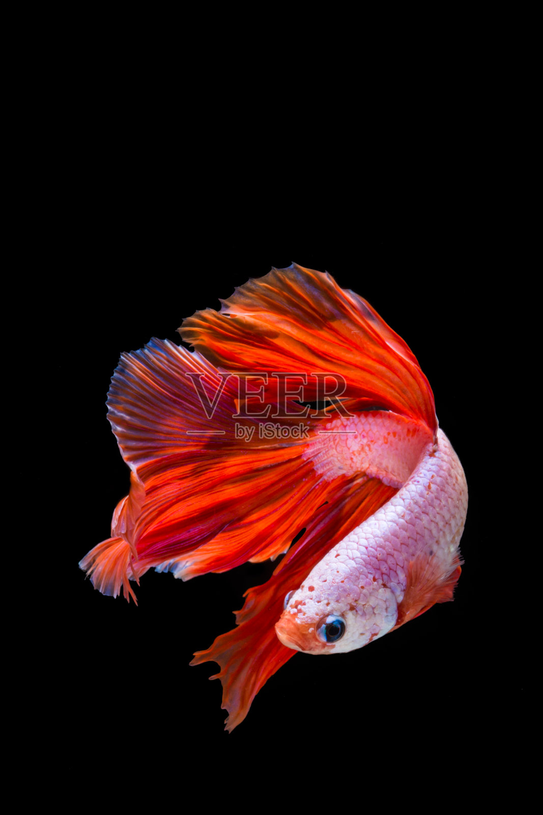 粉色和红色斗鱼，暹罗斗鱼在黑色背景照片摄影图片