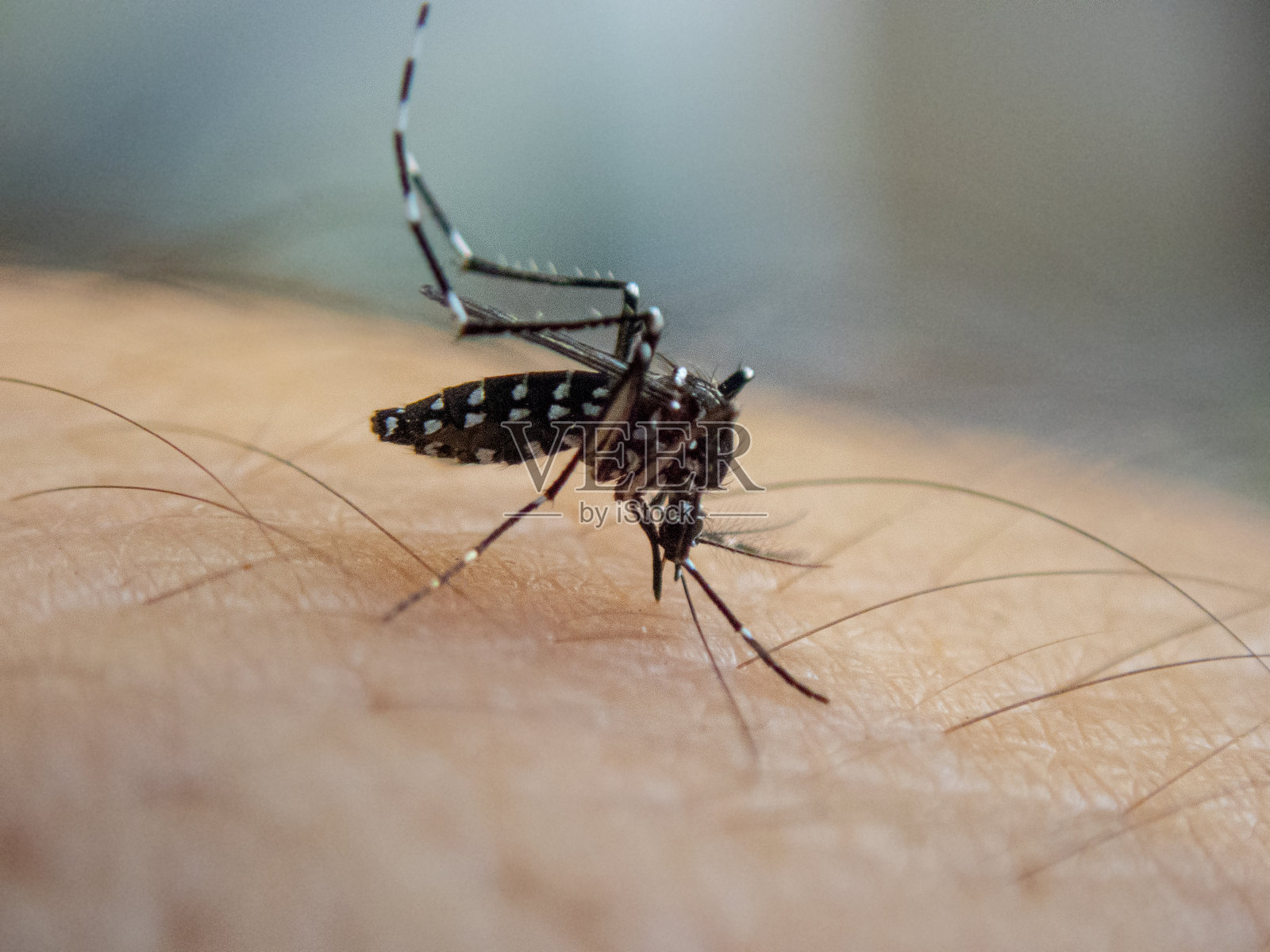 虎蚊浑身是血照片摄影图片