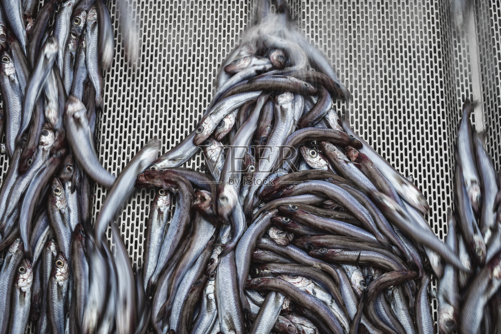 渔船捕鱼:捕获大量的鱼照片摄影图片