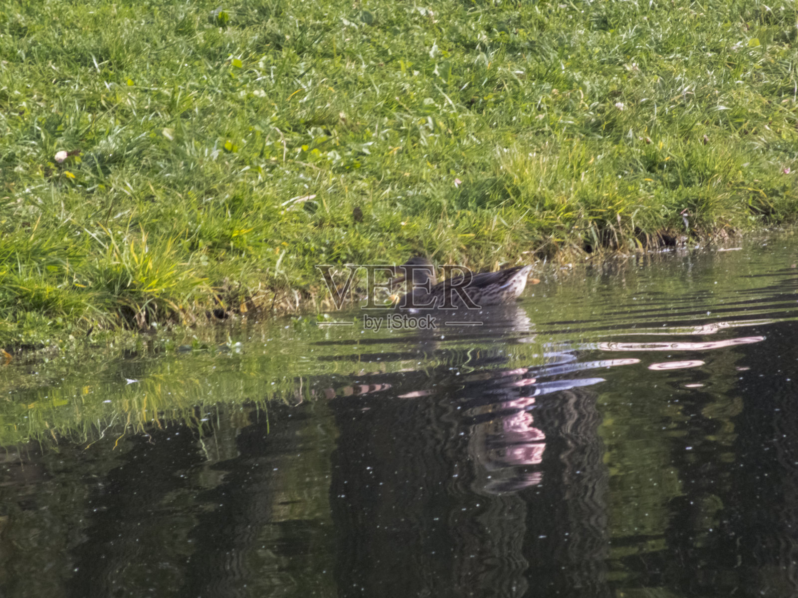 秋天的时候，城市的秋天，城市的秋天景观有池塘，人们散步等乐趣照片摄影图片