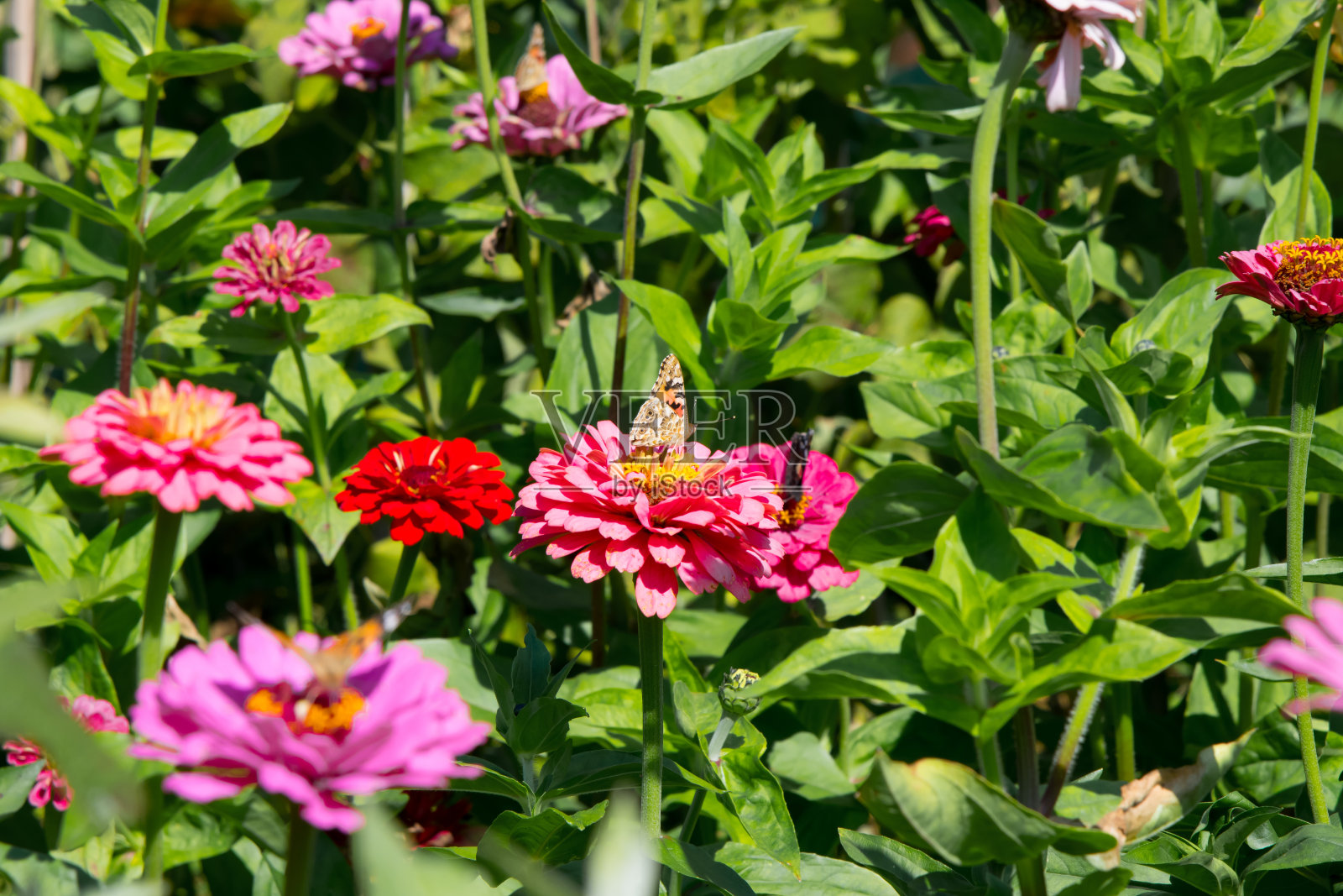 粉红花朵上的蝴蝶照片摄影图片