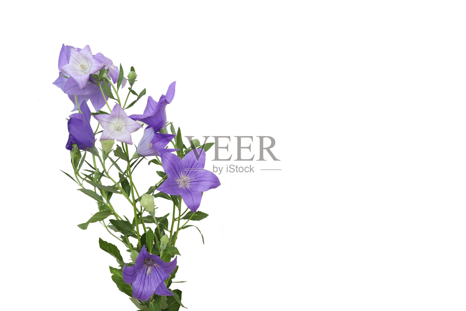 白色背景中的气球花照片摄影图片