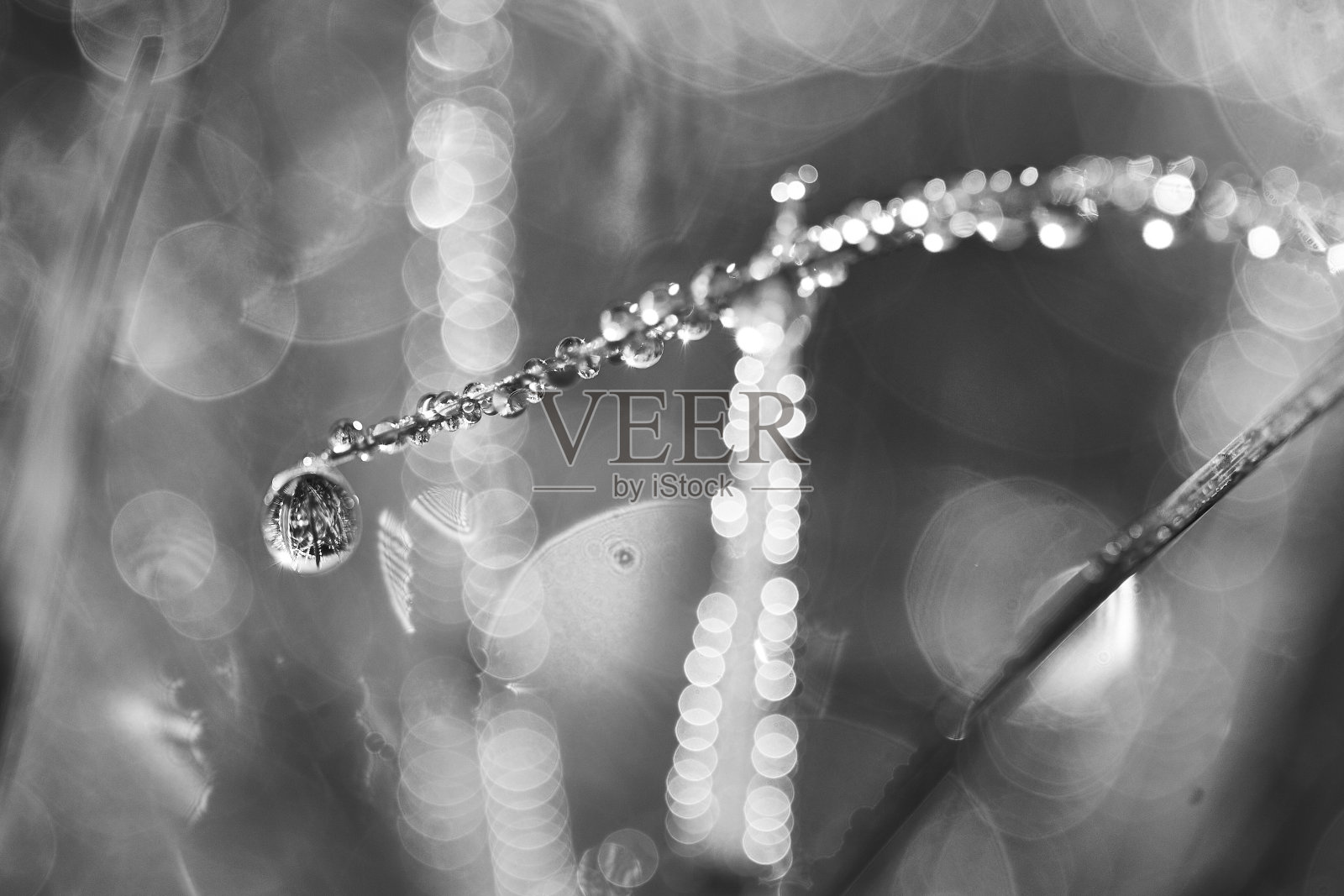 清晨的露珠照片摄影图片