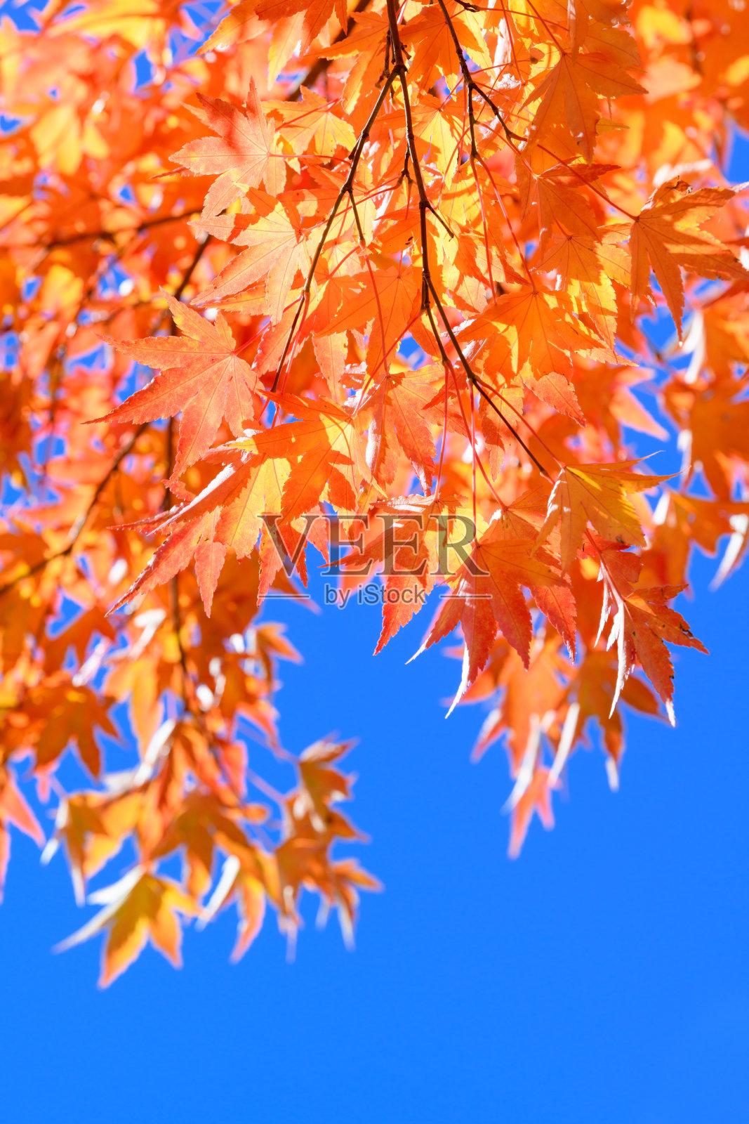 日光林掌槭的秋天叶子照片摄影图片