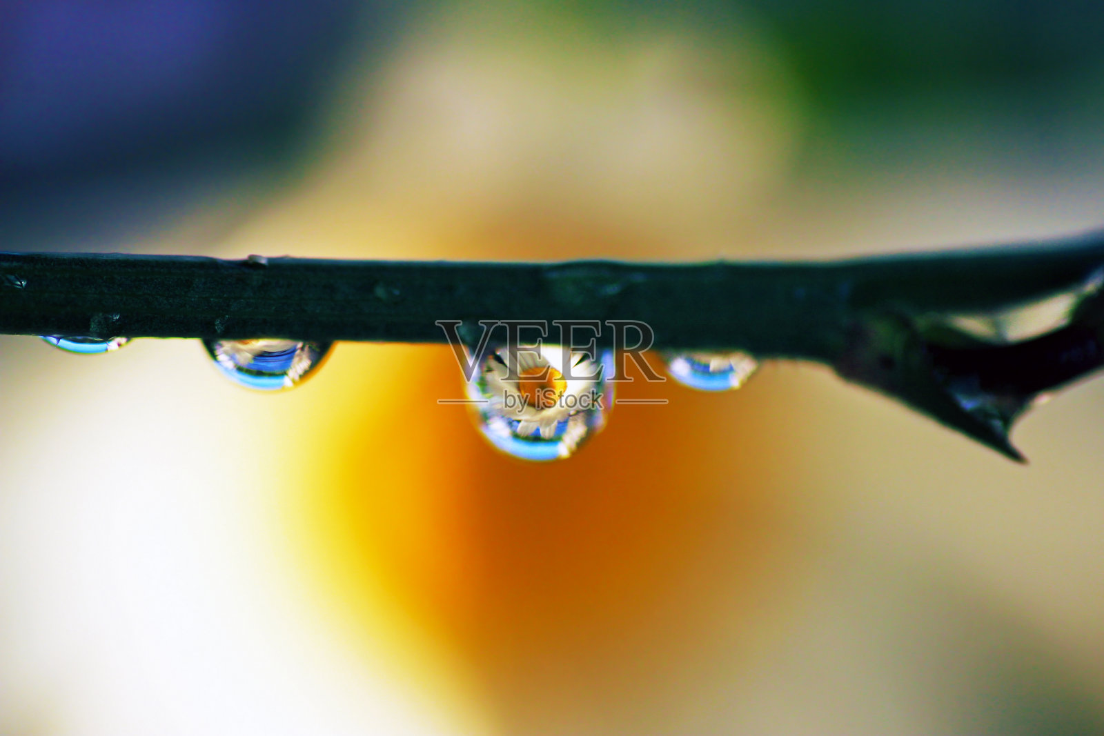 宏观壁纸与花反射内滴照片摄影图片