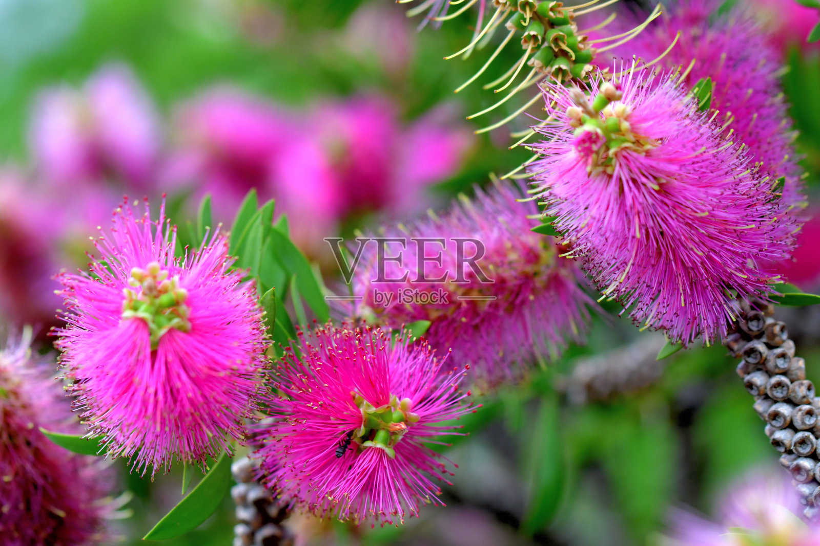 瓶刷鲜花/花萼照片摄影图片
