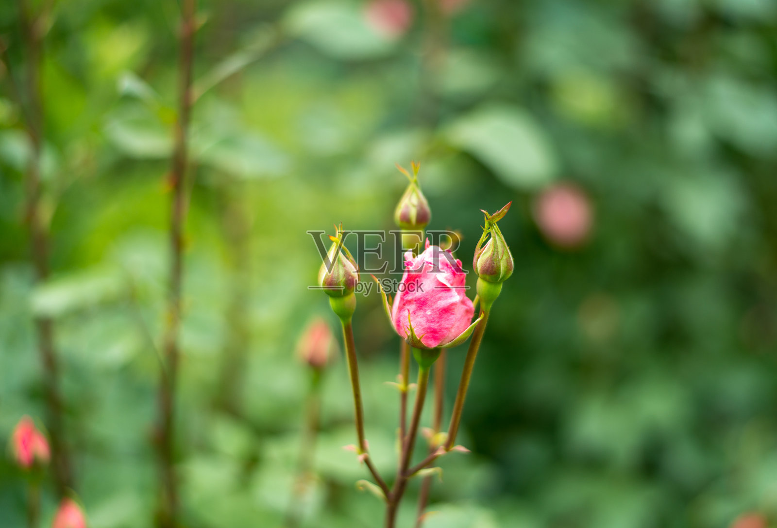 美丽的宇宙花盛开在花园里照片摄影图片