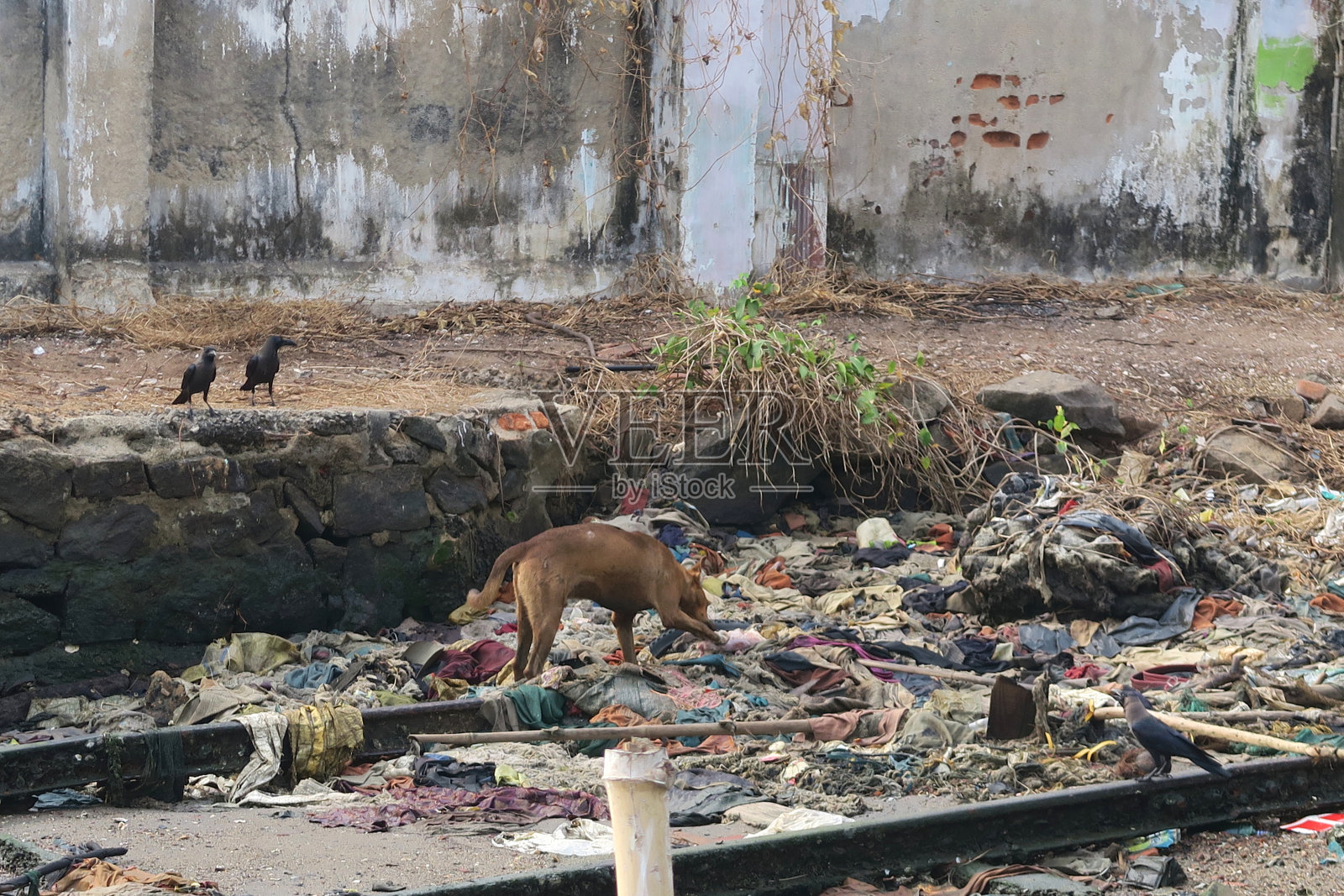 印度喀拉拉邦科钦垃圾回收中心，野狗在垃圾中觅食照片摄影图片