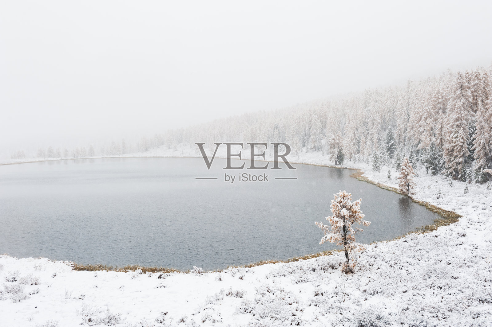 秋天森林里的第一场雪。照片摄影图片