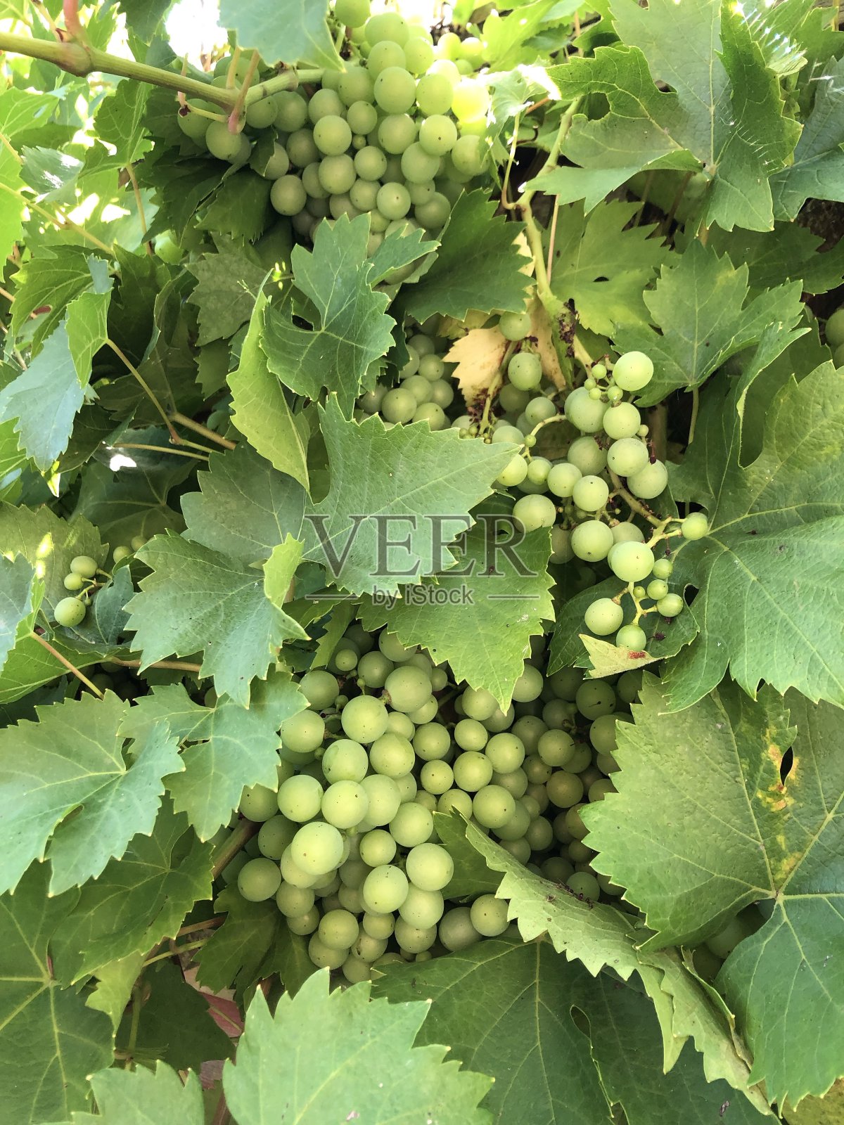 绿色的葡萄照片摄影图片