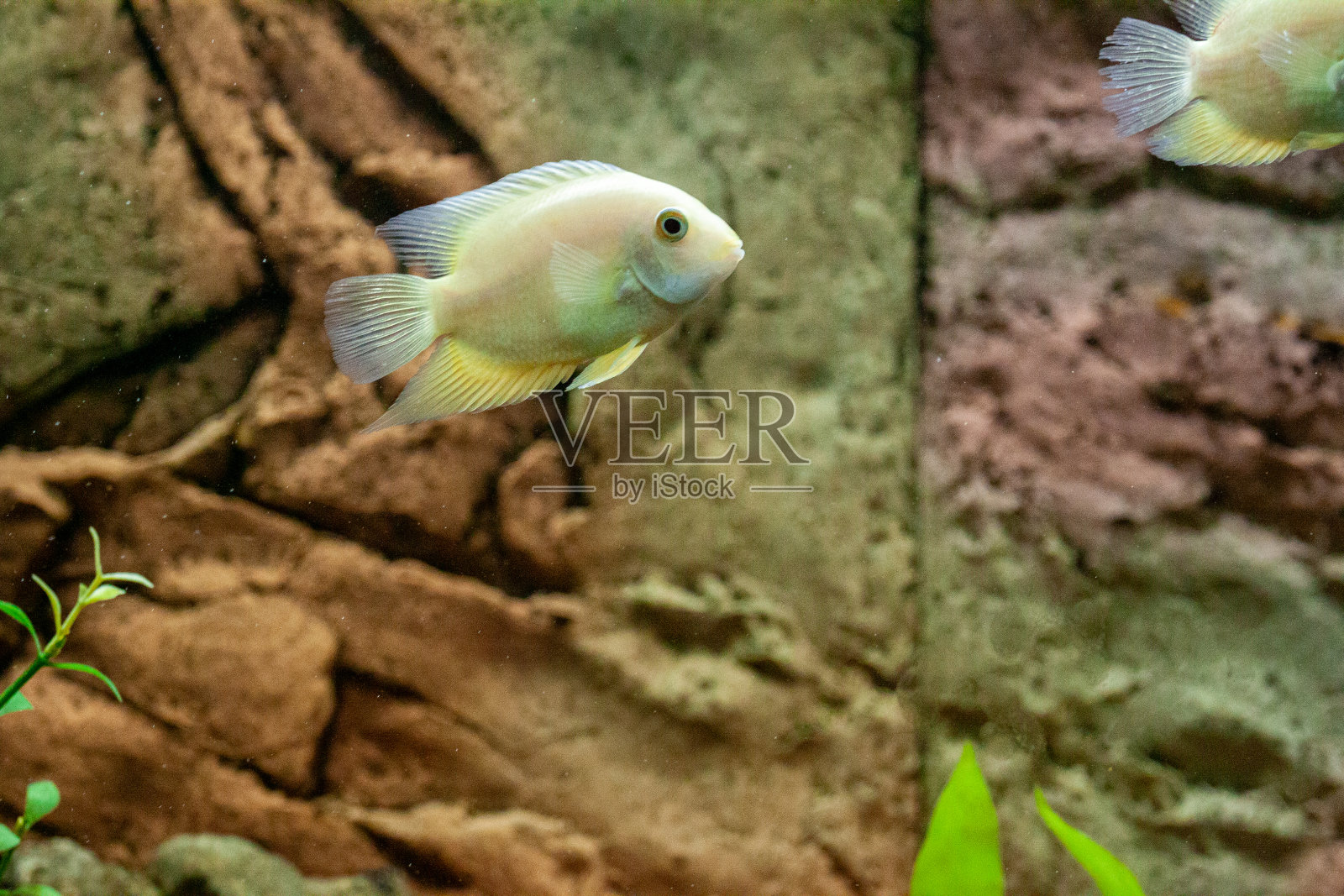 热带紫黄鳍刺尾鱼照片摄影图片