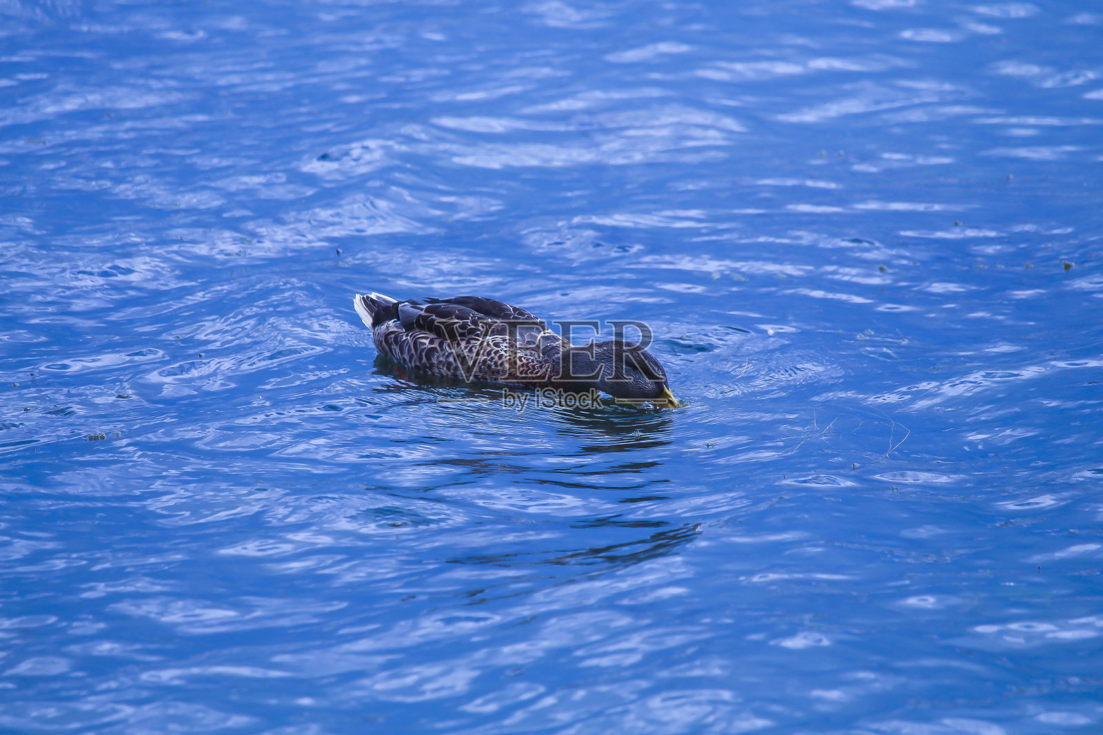 野鸭在湖里静静地休息照片摄影图片