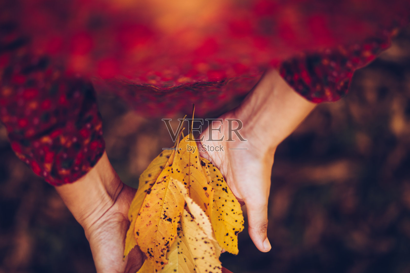 秋色的树叶在手照片摄影图片