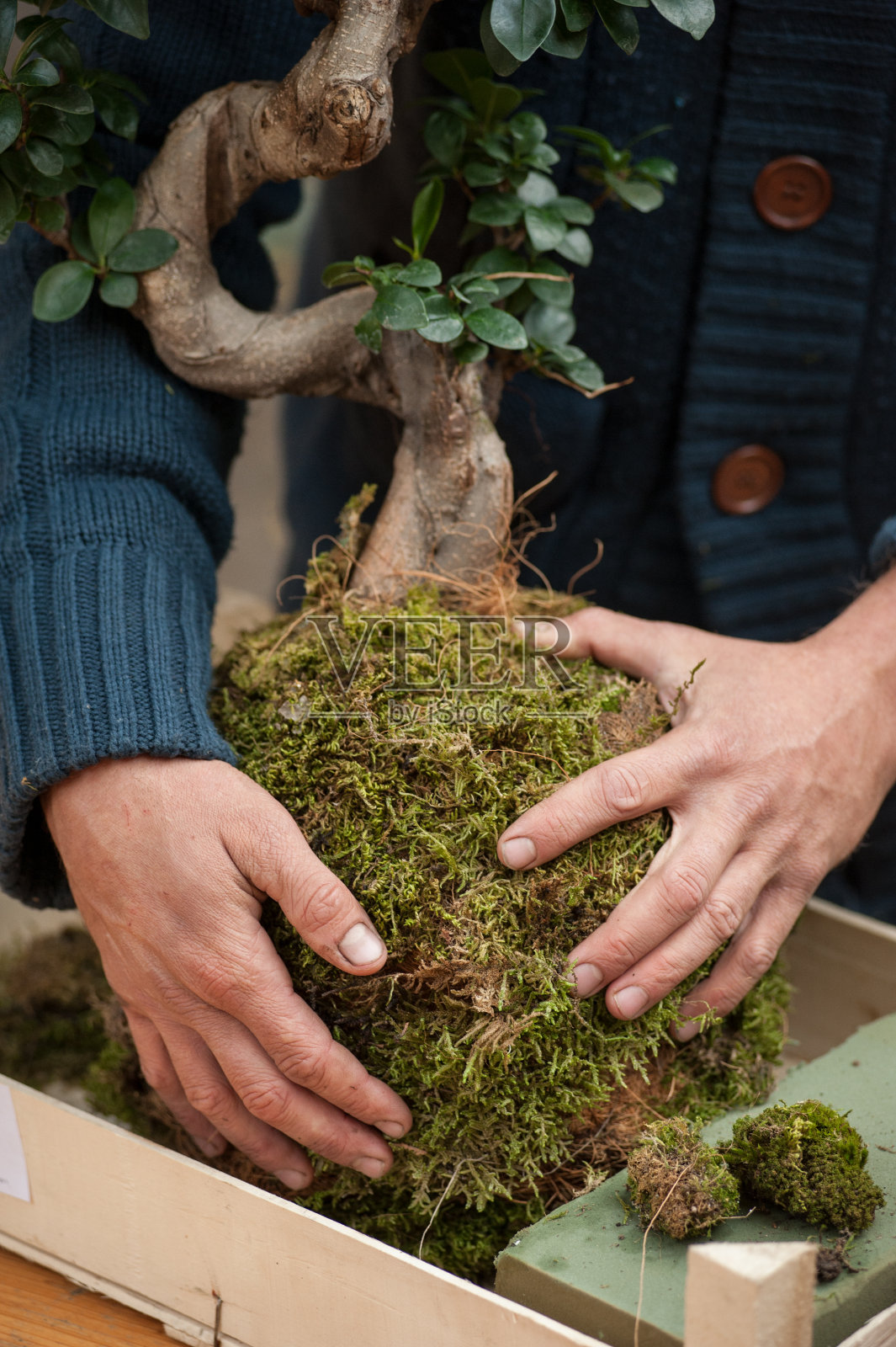 日本的kokkedama园艺技术照片摄影图片