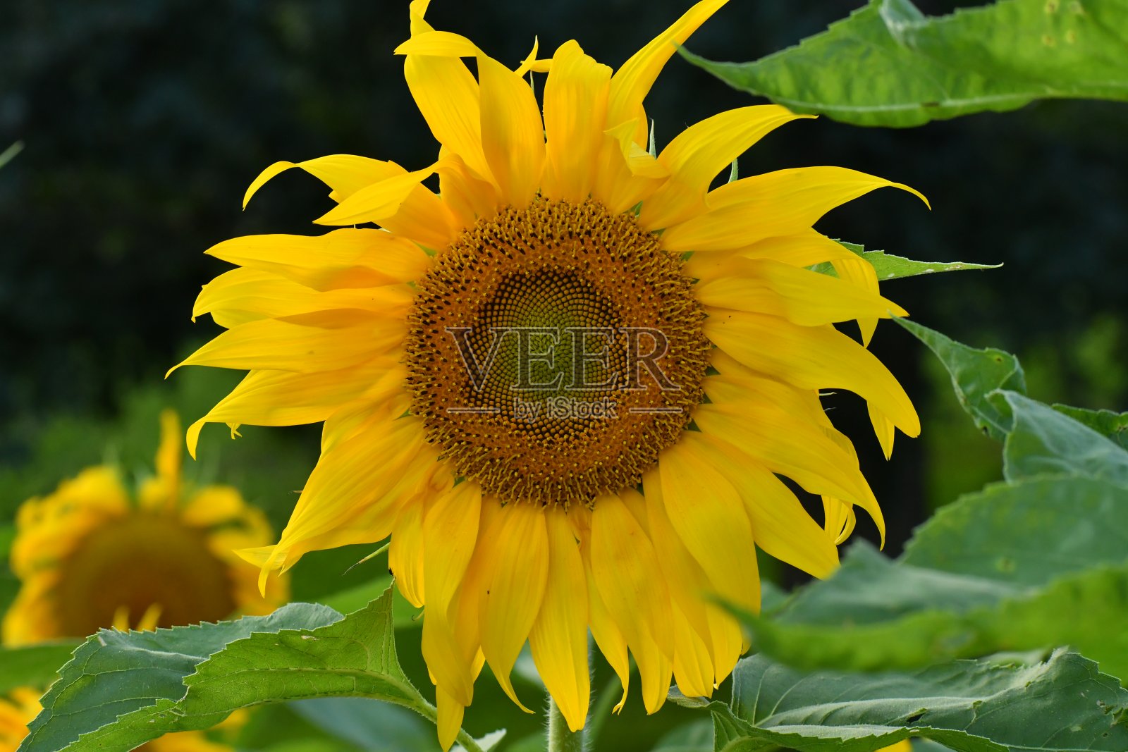 向日葵字段2照片摄影图片