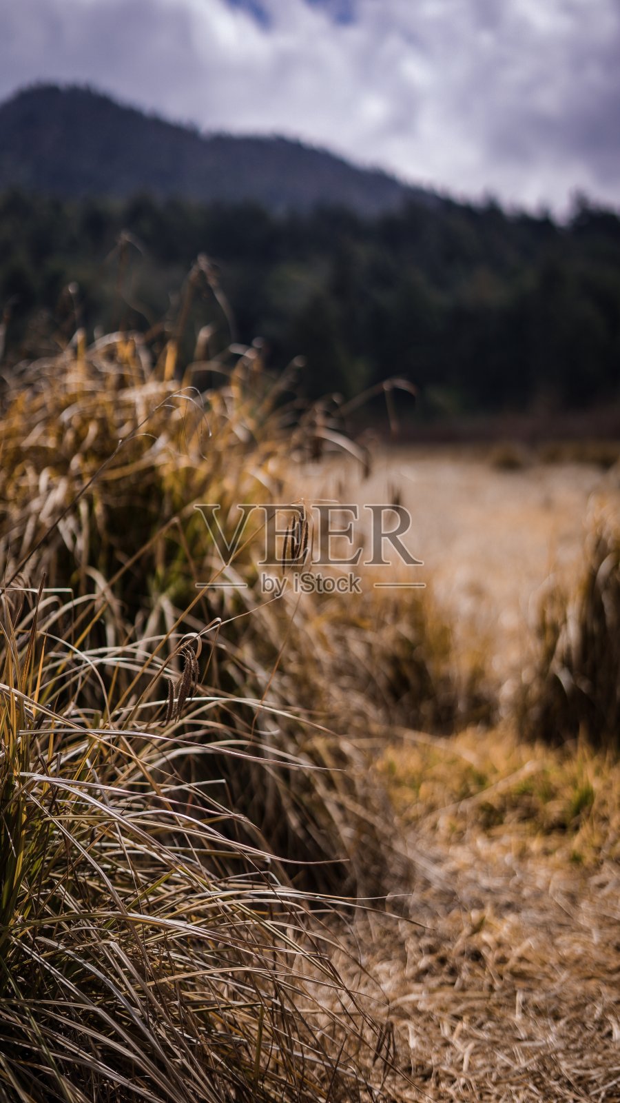 泛黄的草照片摄影图片
