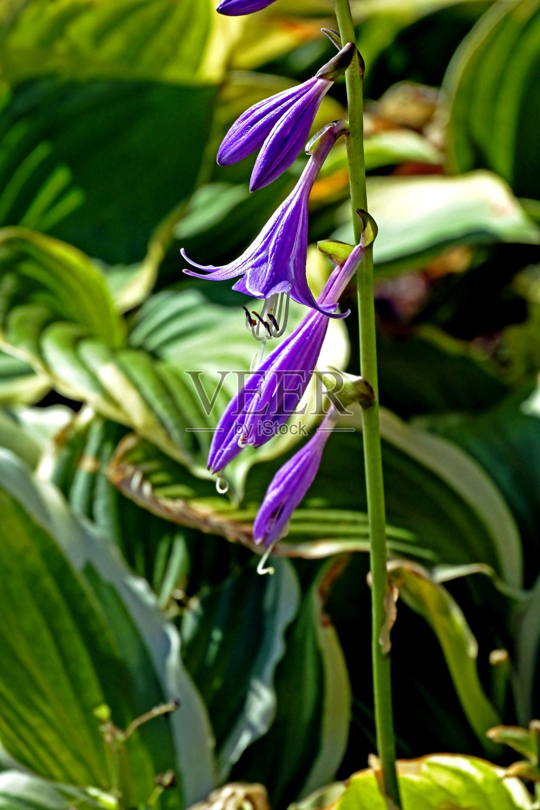 花园里有紫色的钟花照片摄影图片