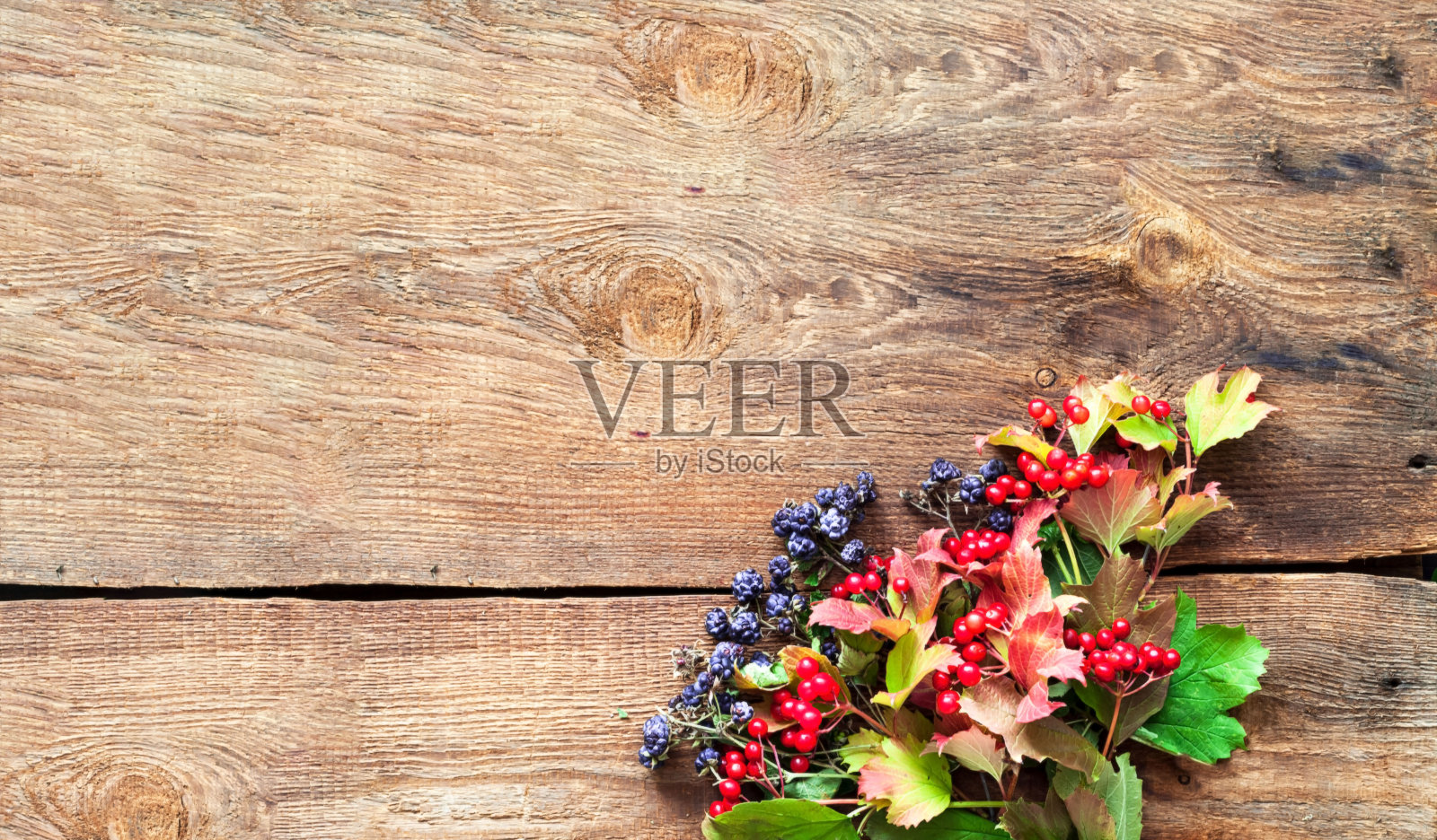 秋天的装饰。木背景上的荚蒾和黑莓照片摄影图片