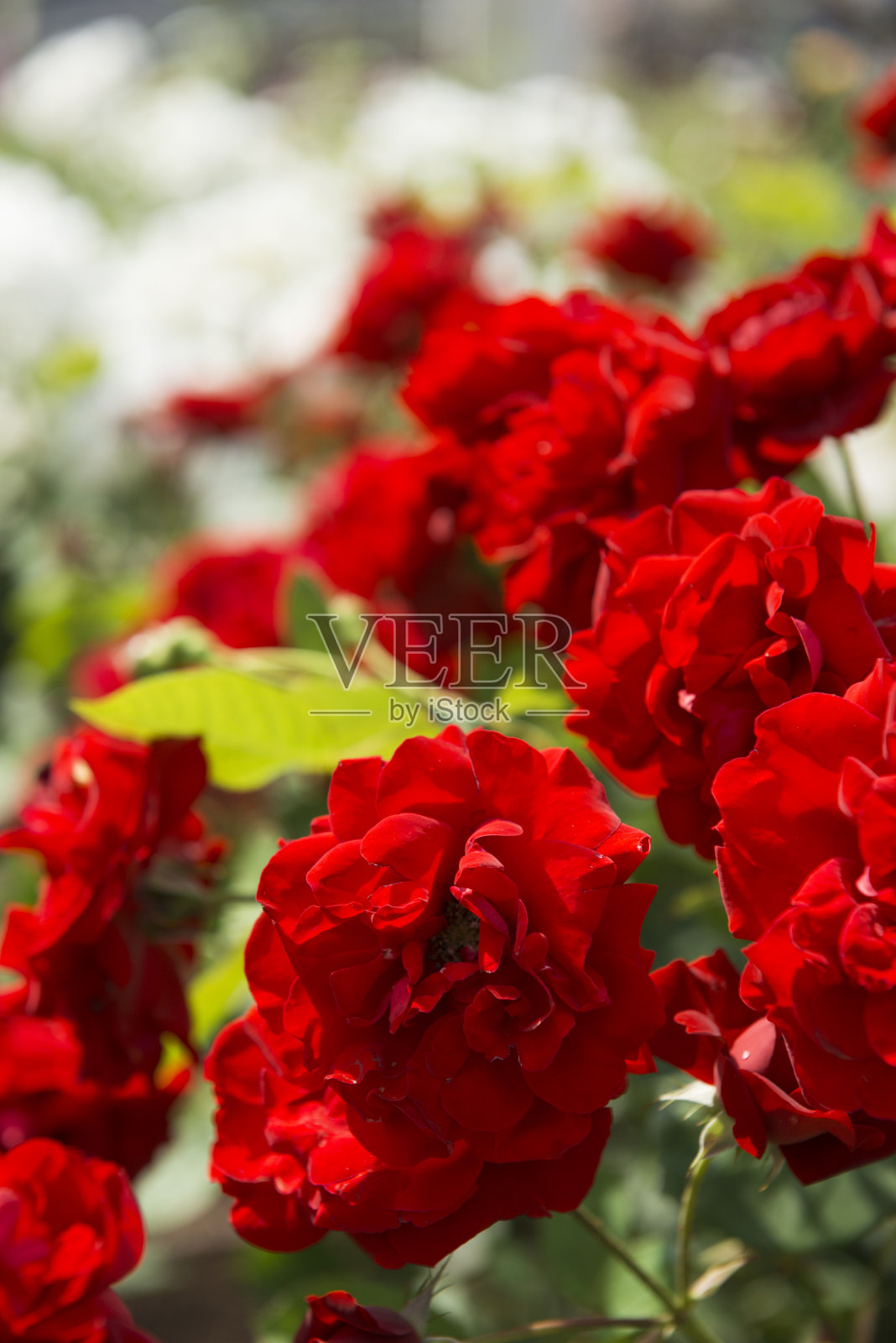 宇坪公园的玫瑰园照片摄影图片