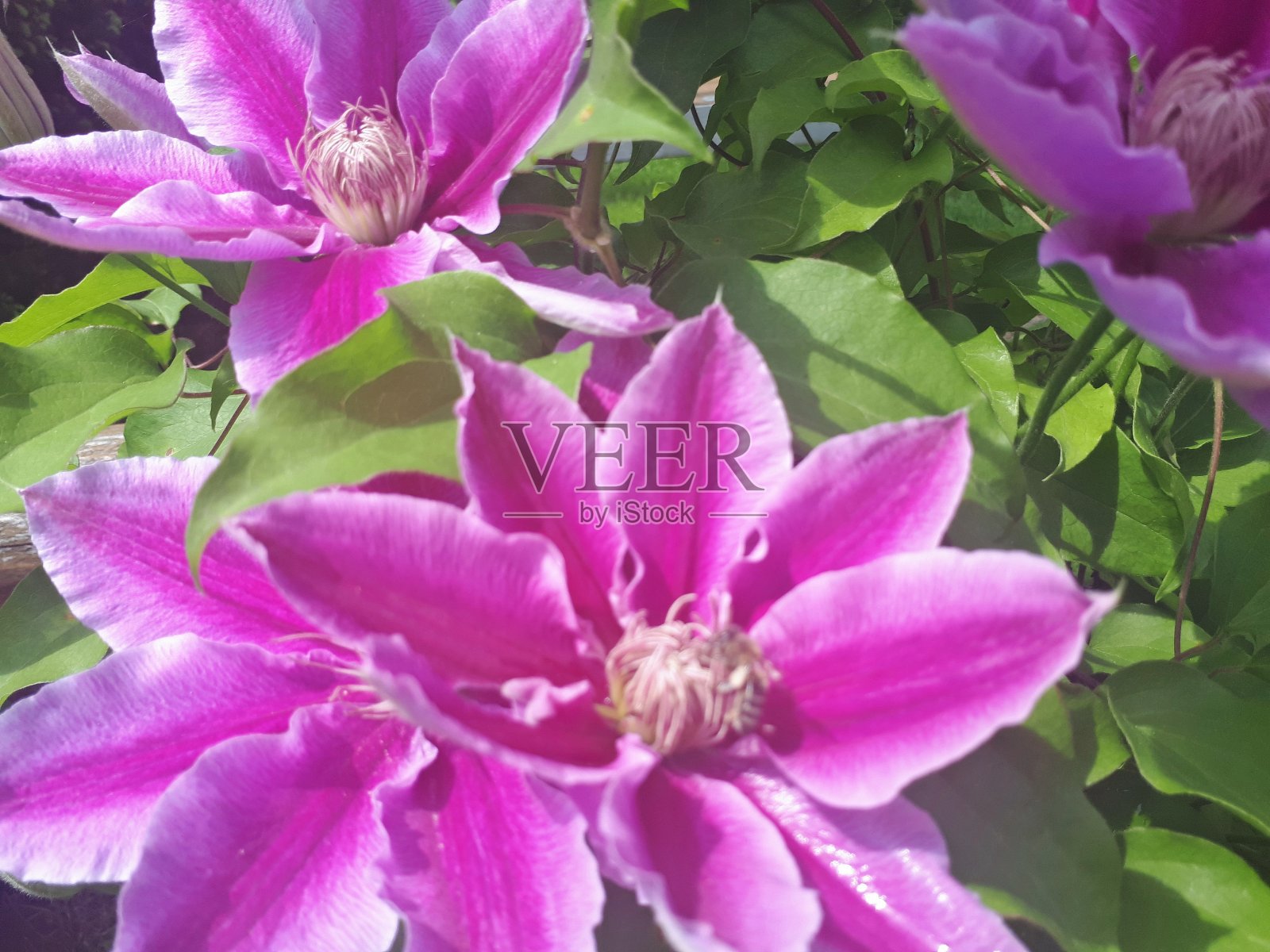 绿色背景上的铁线莲花照片摄影图片