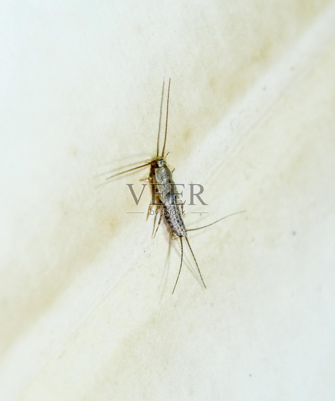 Thermobia有明显。有害的书籍和报纸。以纸蠹虫为食的昆虫照片摄影图片