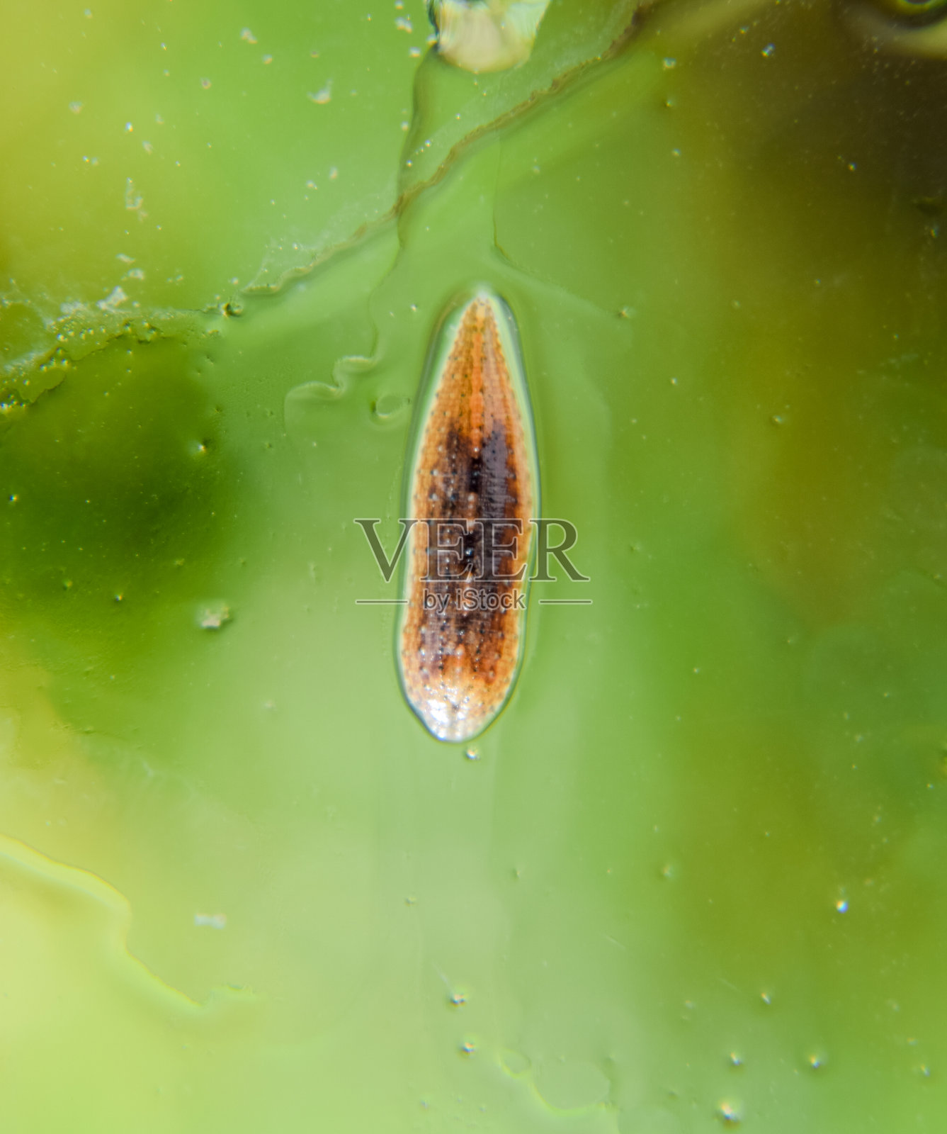 在玻璃上吸血。吸血的动物。带型癣虫的亚纲。Hirudotherapy照片摄影图片