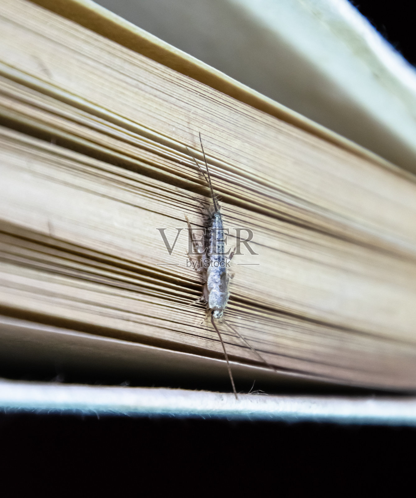 Thermobia有明显。有害的书籍和报纸。以纸蠹虫为食的昆虫照片摄影图片