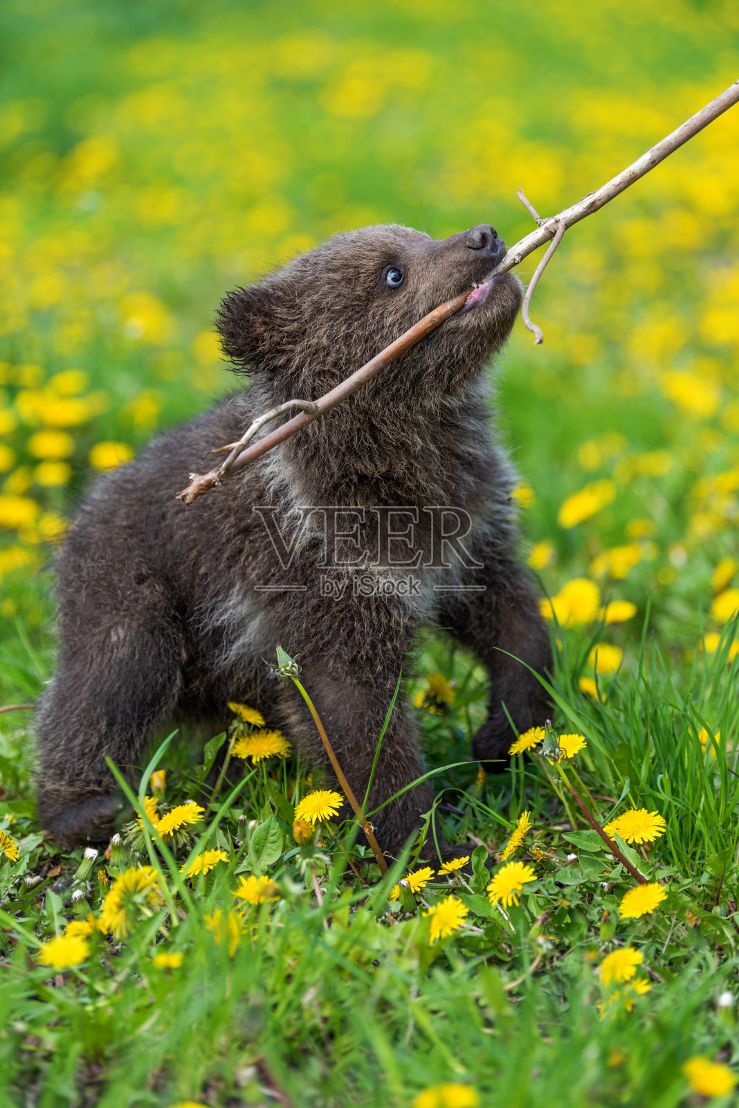 棕熊幼崽在夏天的田野上玩耍。照片摄影图片