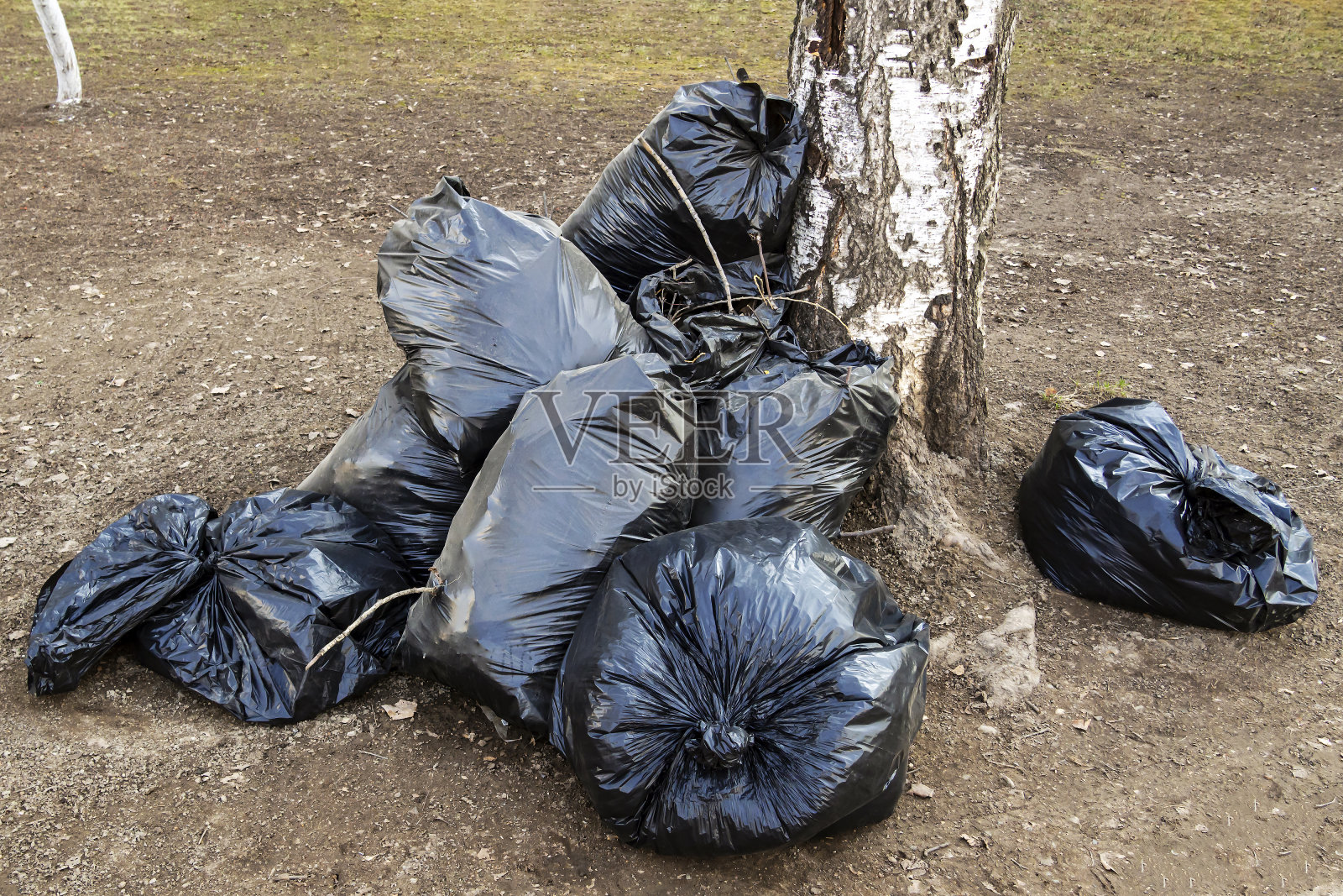 街道上的一棵白桦树旁有一堆装满垃圾的黑色塑料袋照片摄影图片