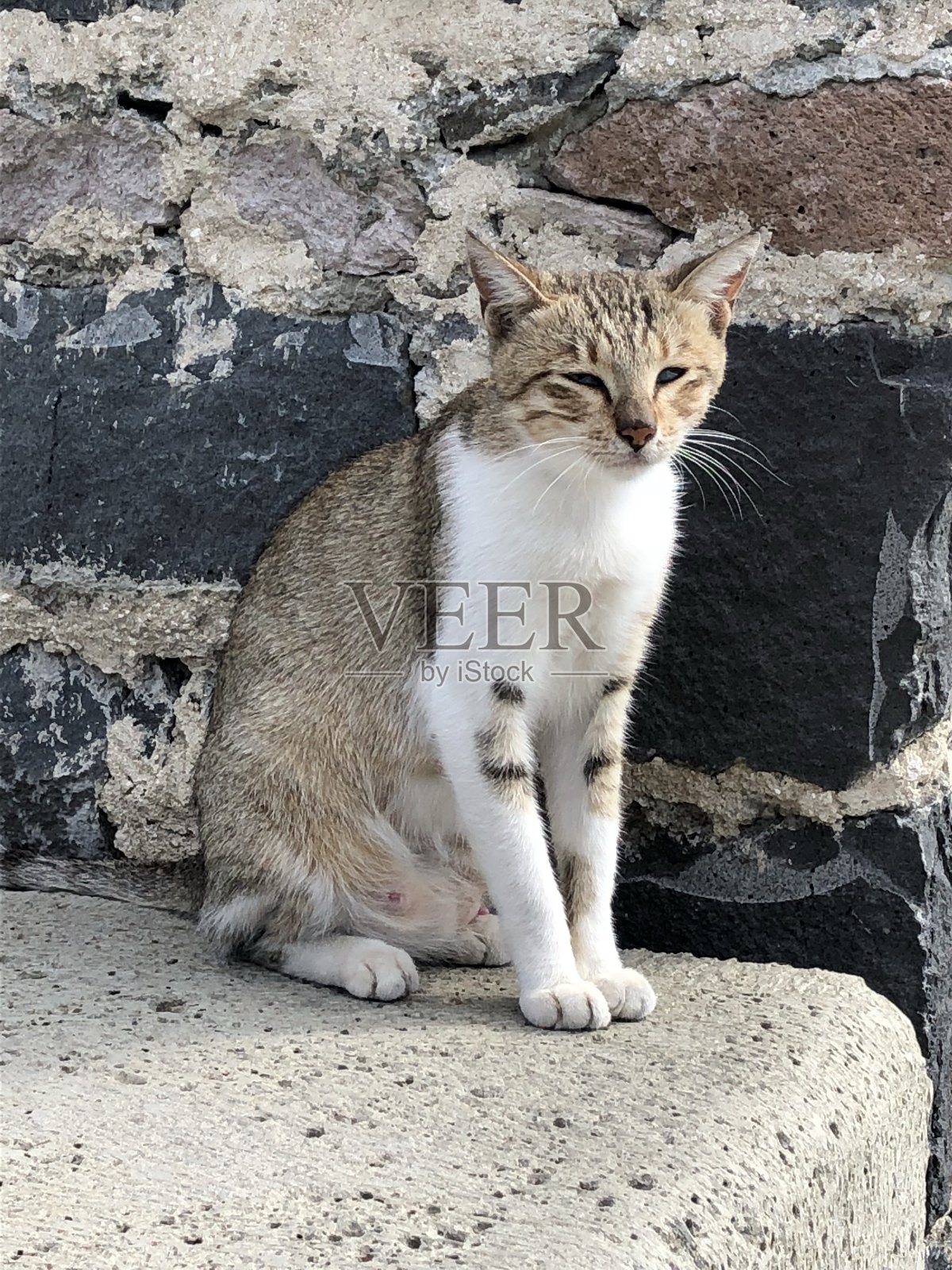 可爱的猫照片摄影图片