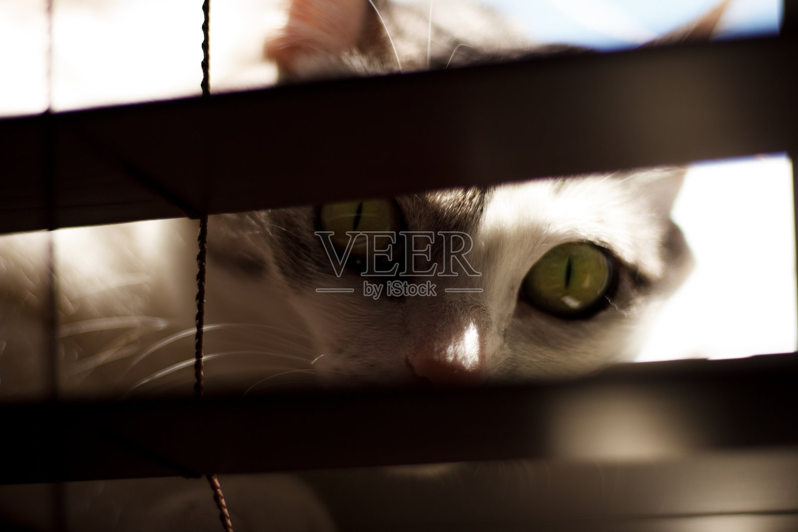 猫照片摄影图片