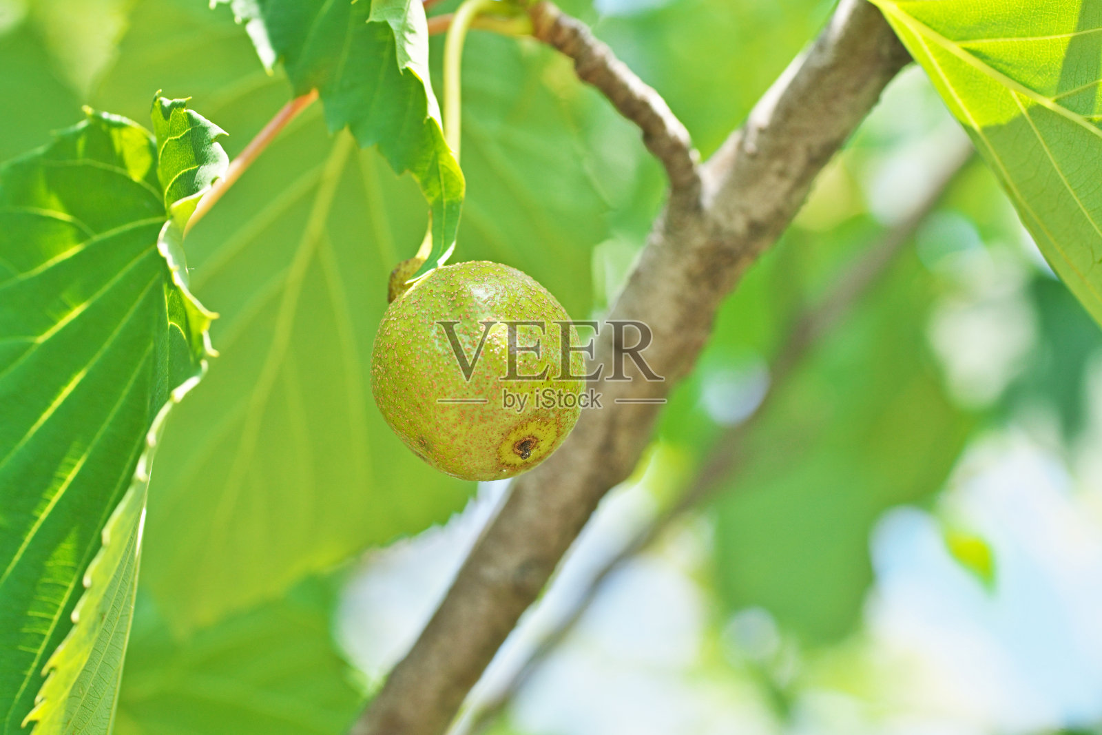 树上果实的特写镜头照片摄影图片