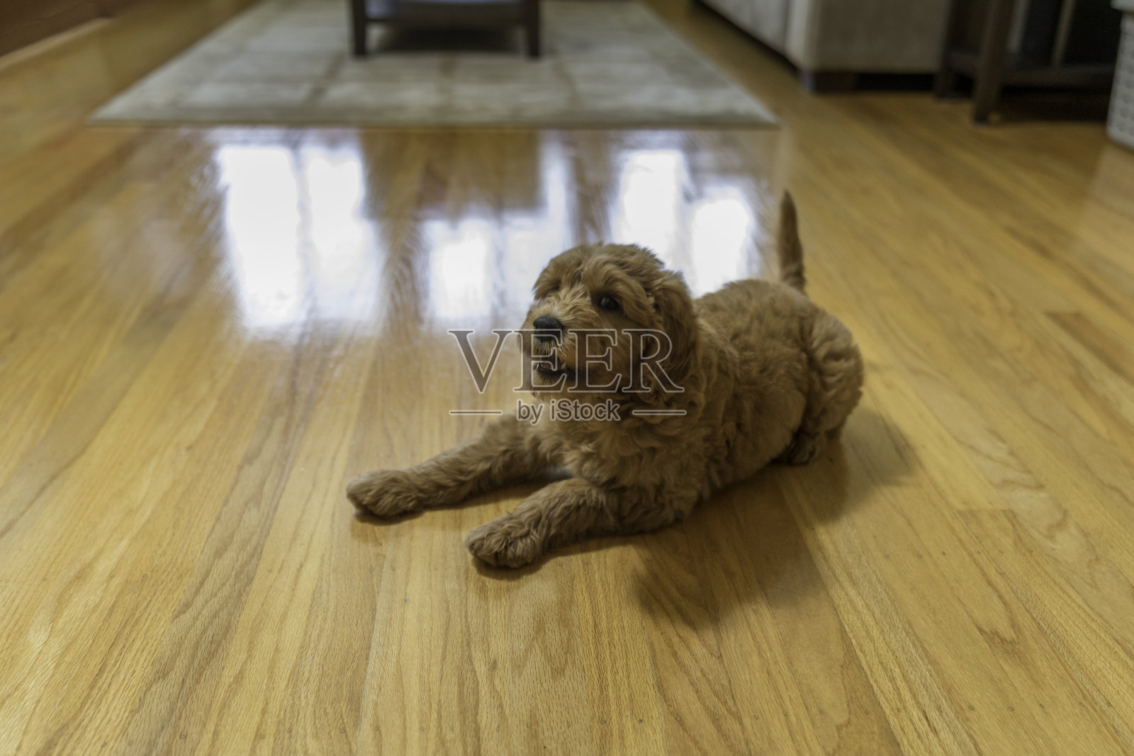 金毛狗狗在硬木地板上照片摄影图片