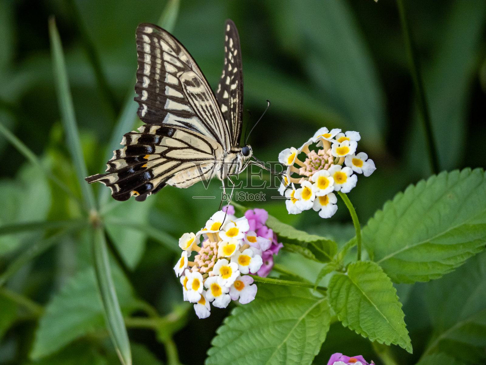 徐thus燕尾蝶对马缨丹花4照片摄影图片