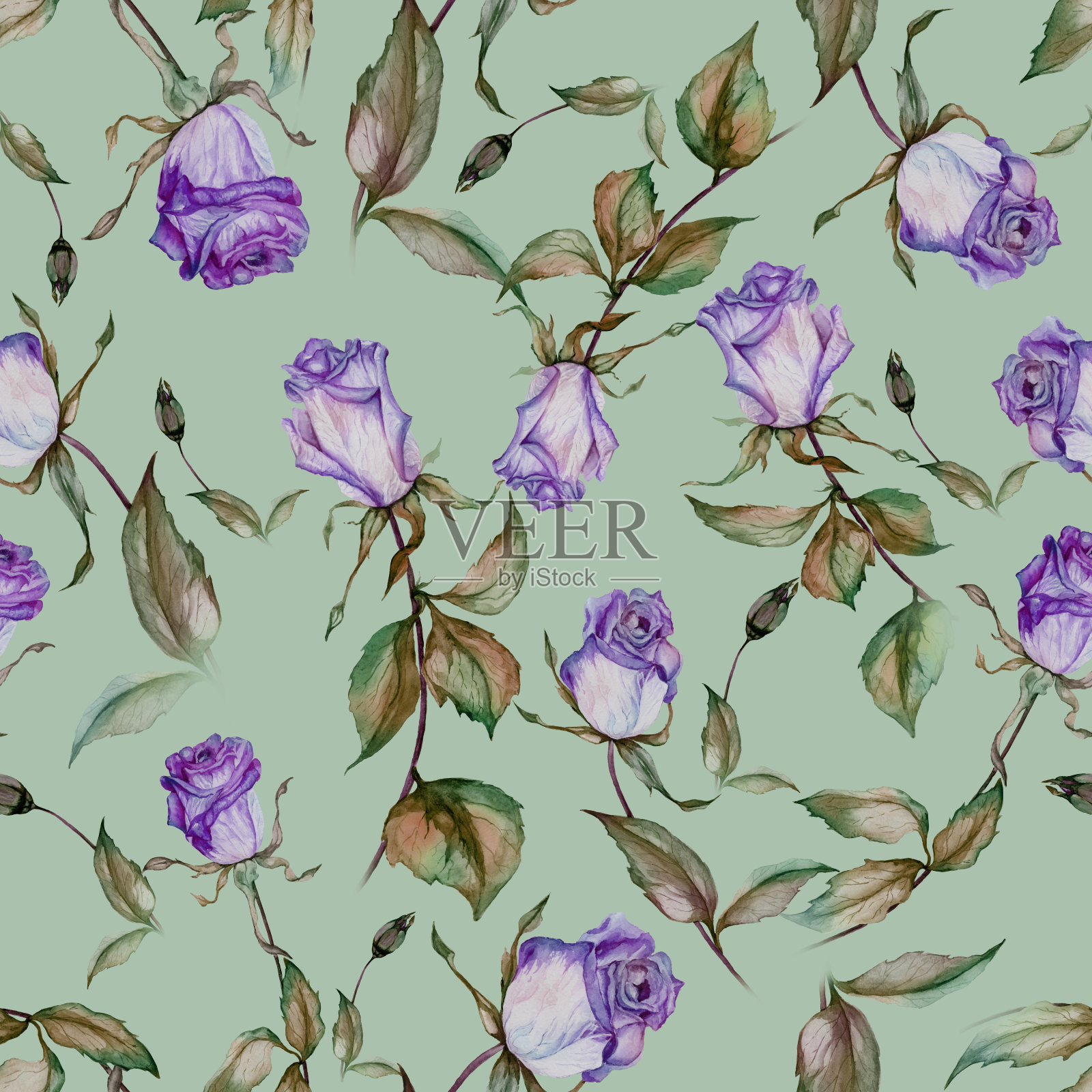 美丽的紫色玫瑰茎和薄荷绿的叶子背景。无缝的花卉图案。水彩画。手绘插图。插画图片素材