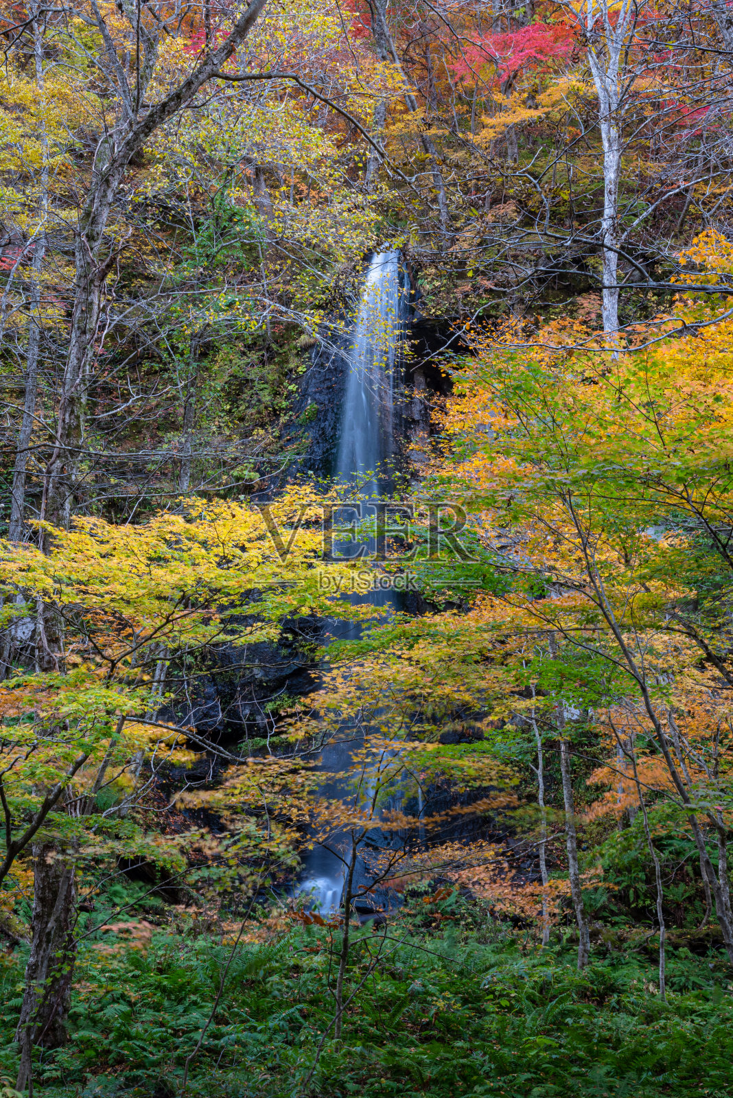 在阳光明媚的日子里，白濑瀑布(Oirase Stream)照片摄影图片