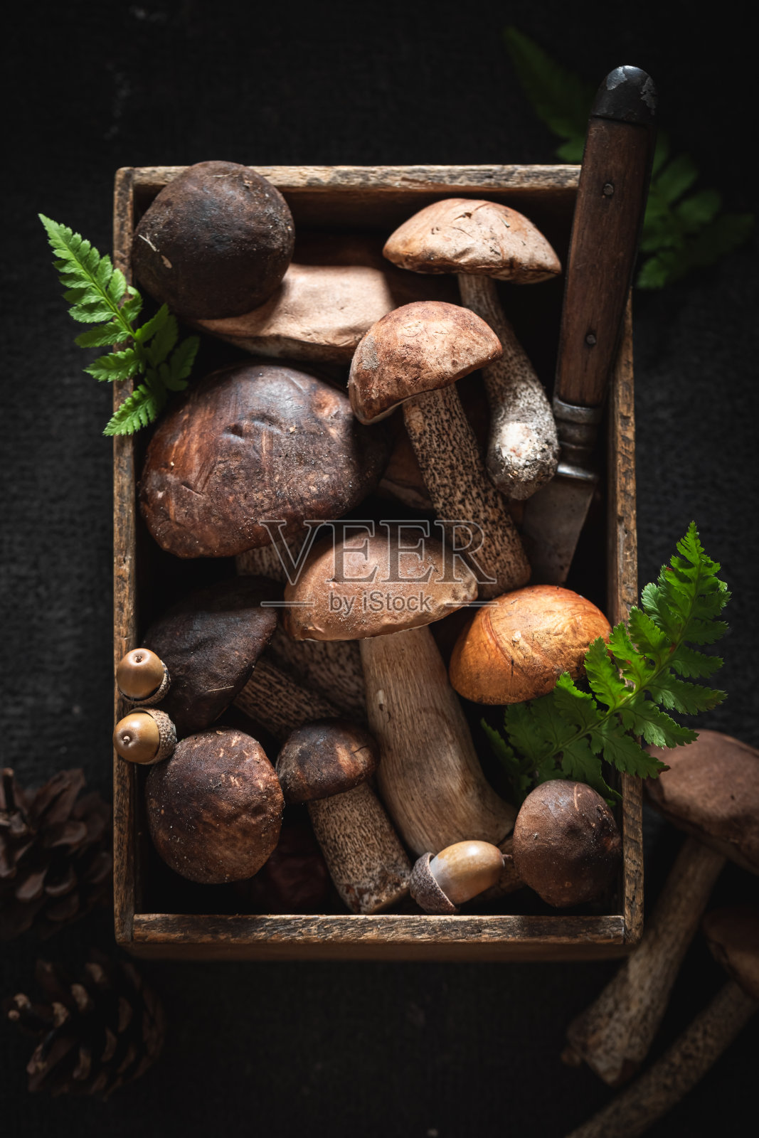 从森林里直接摘来的各种野生蘑菇照片摄影图片