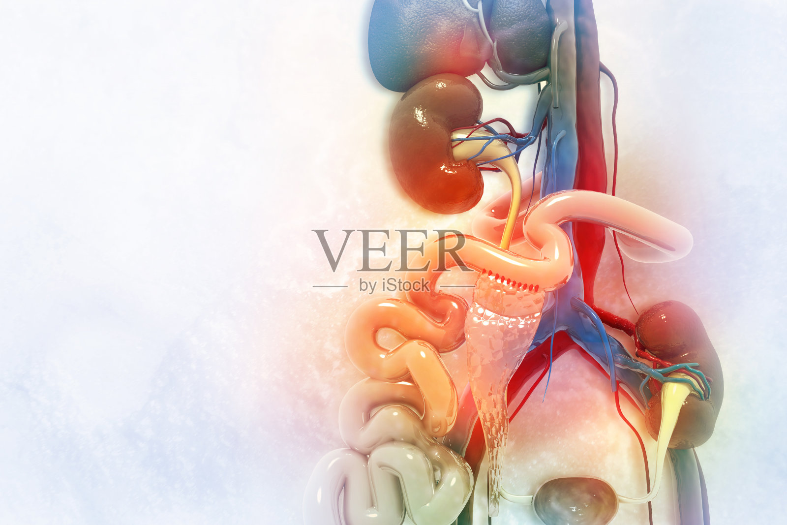 有科学背景的肾移植。三维演示照片摄影图片