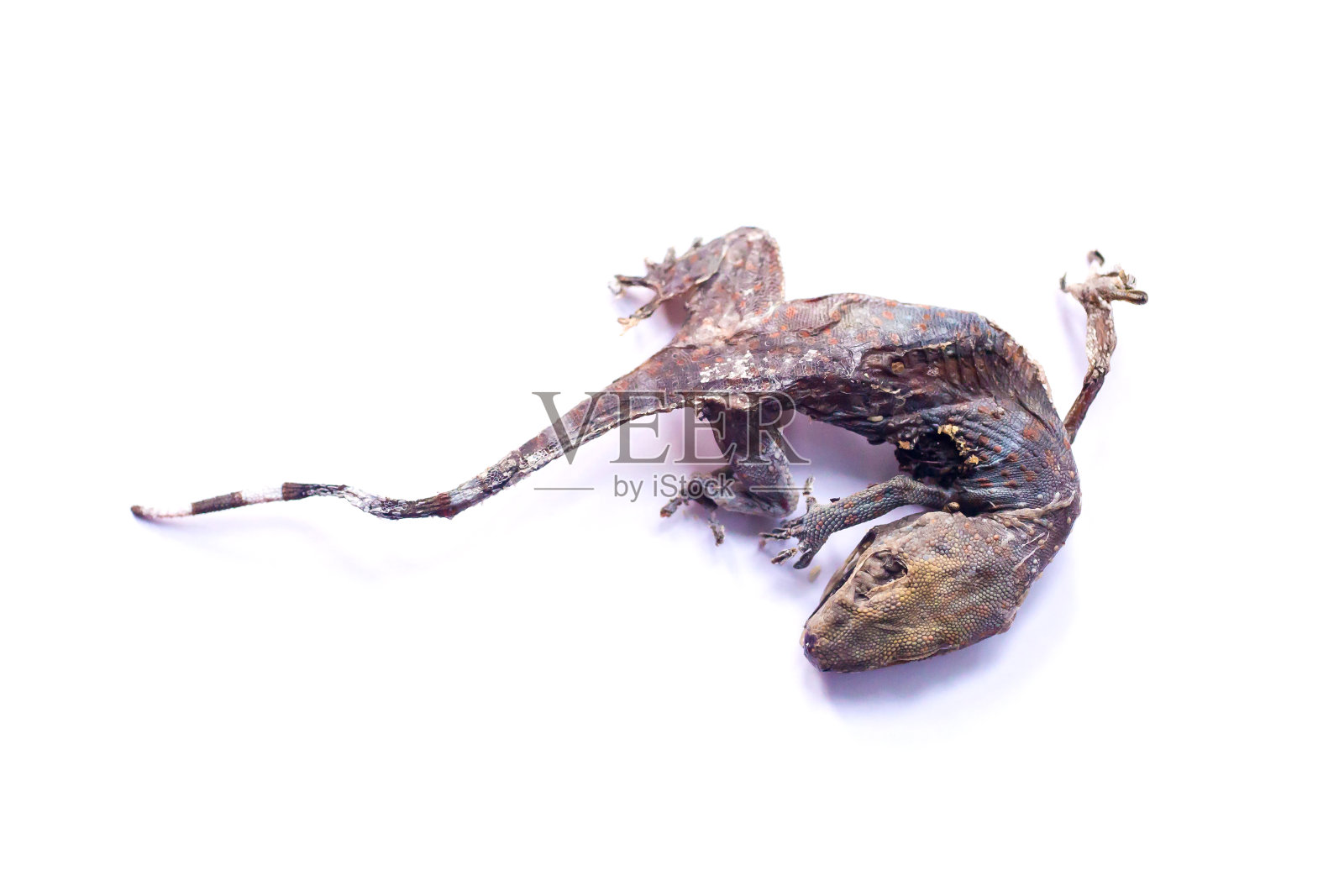 干壁虎孤立在白色背景。中药房出售医用壁虎干。照片摄影图片