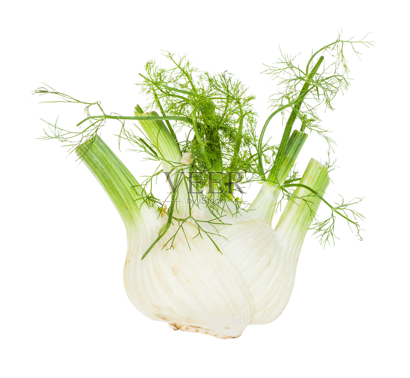 成熟的佛罗伦萨茴香茎具孤立的叶子照片摄影图片