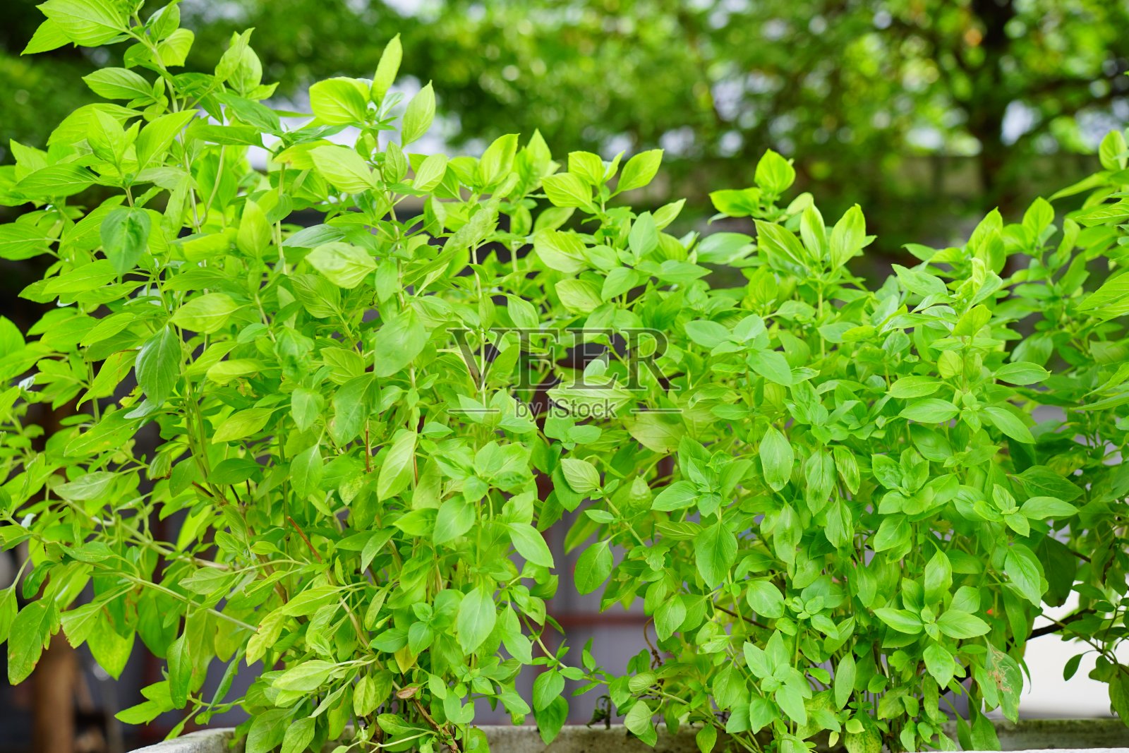 罗勒香草食品调味植物部分香草花园照片摄影图片