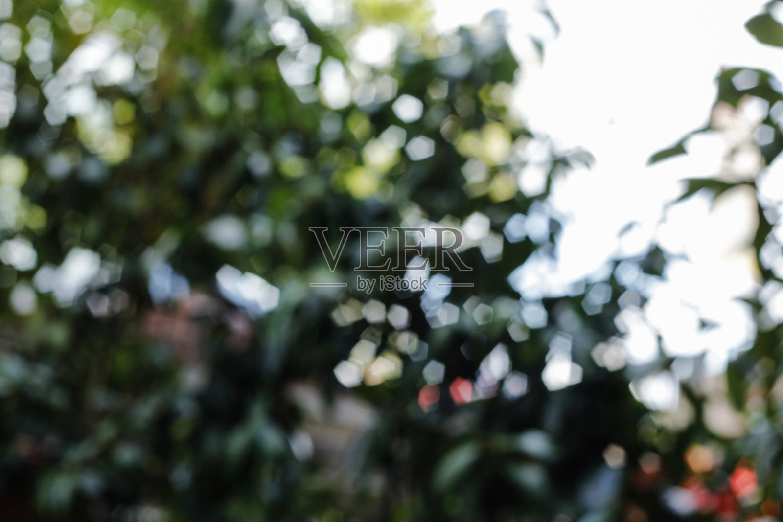 散景的自然背景照片摄影图片