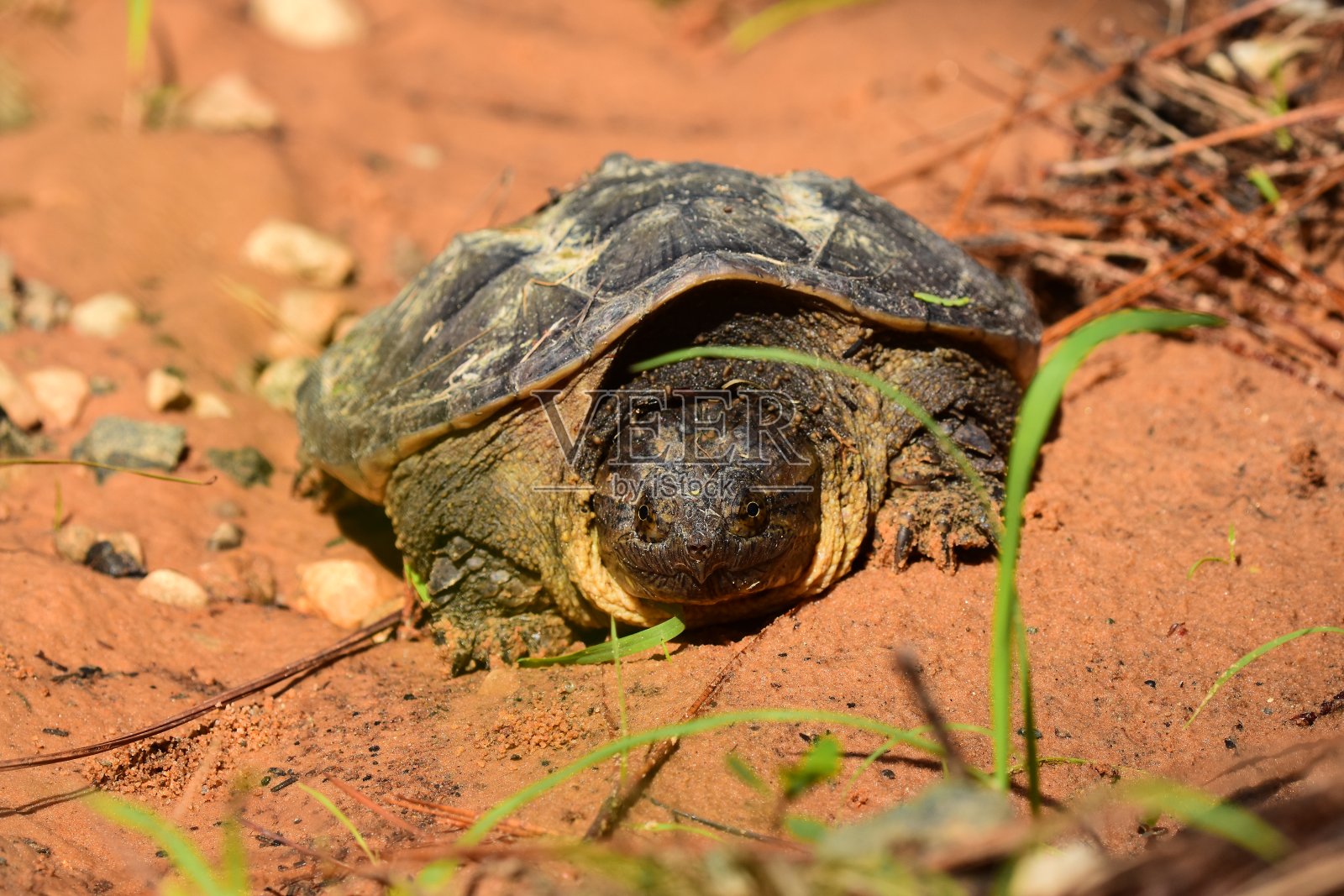 森林里的粘土土上啮龟的正面视图照片摄影图片