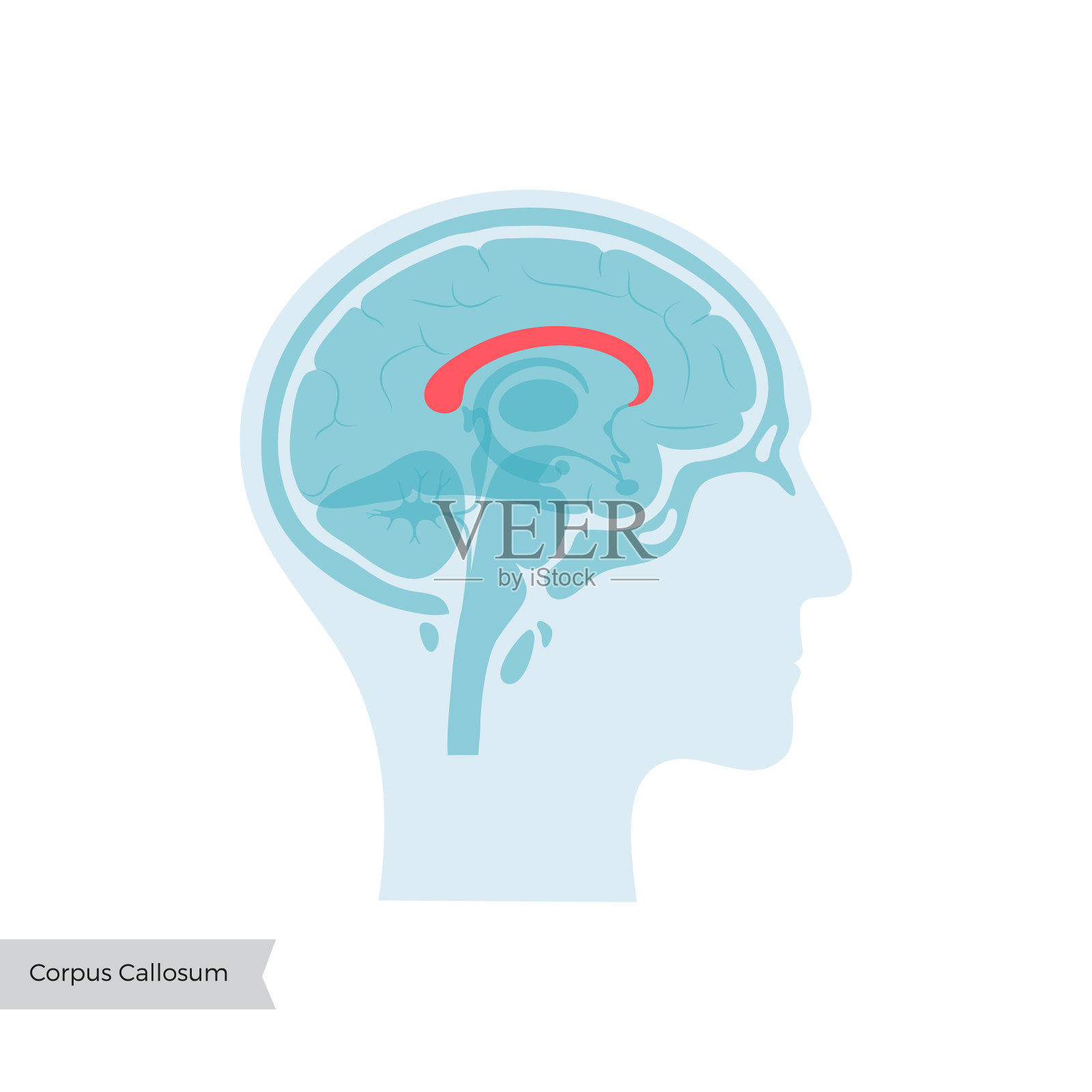 胼胝体的矢量图解插画图片素材
