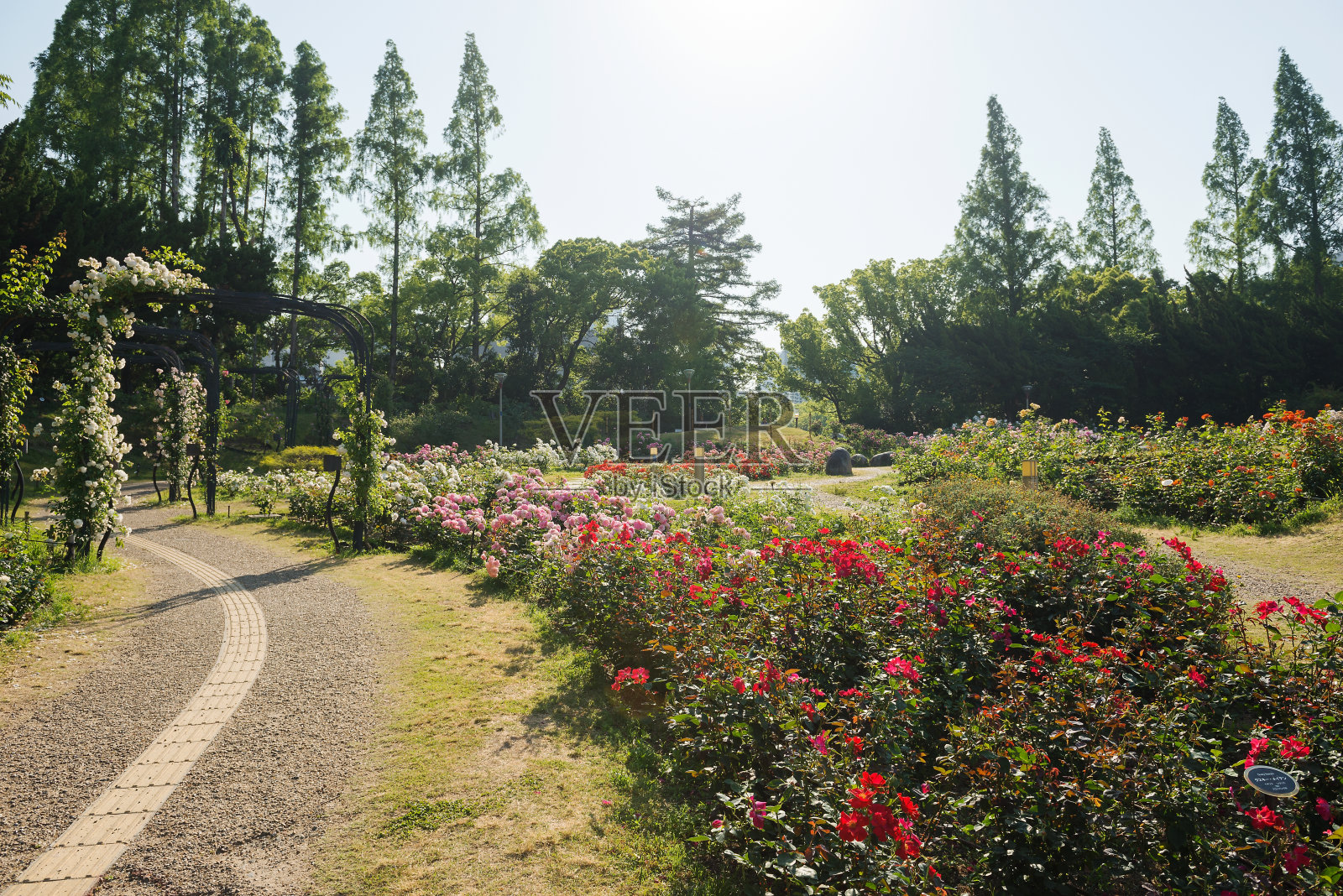 公园里的玫瑰园照片摄影图片