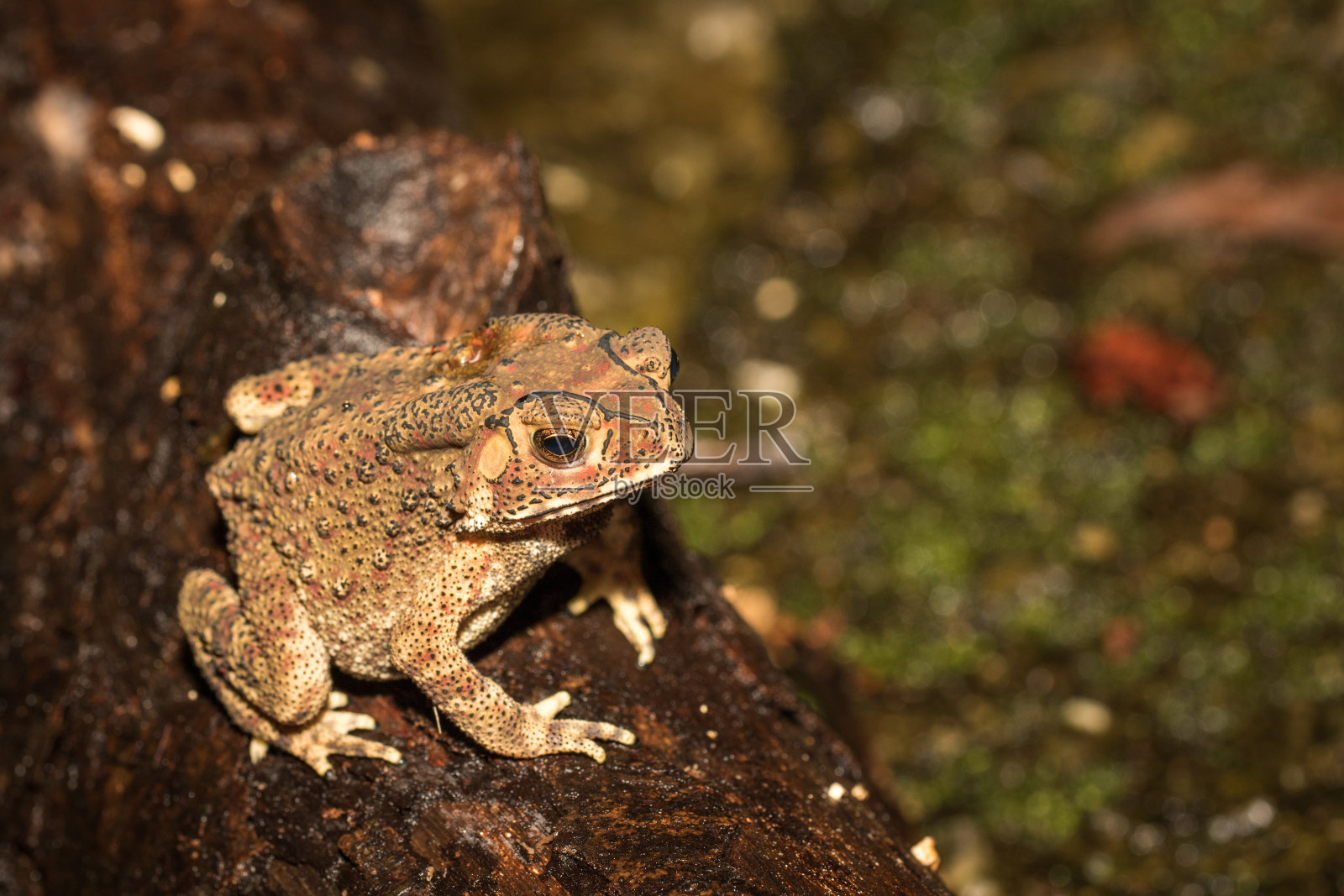 蟾蜍在地面照片摄影图片