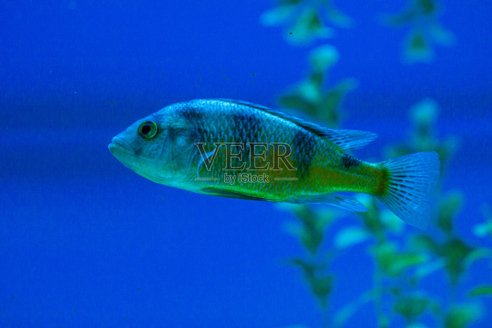 热带紫黄鳍刺尾鱼照片摄影图片