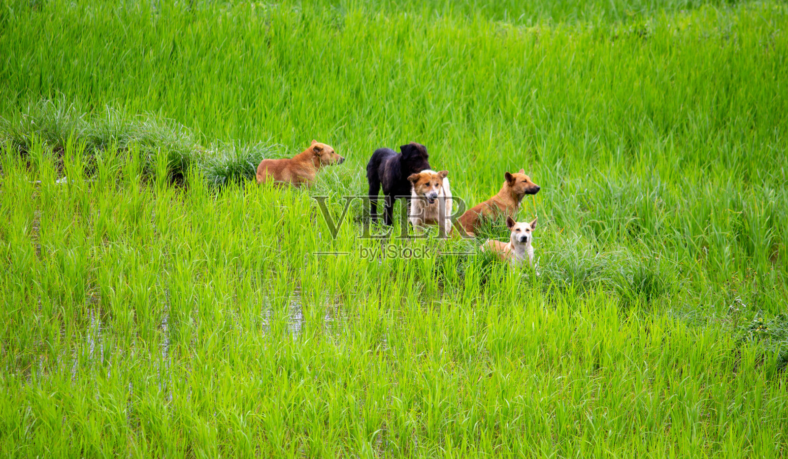 傍晚，一群狗静静地站在绿色的稻田里。照片摄影图片