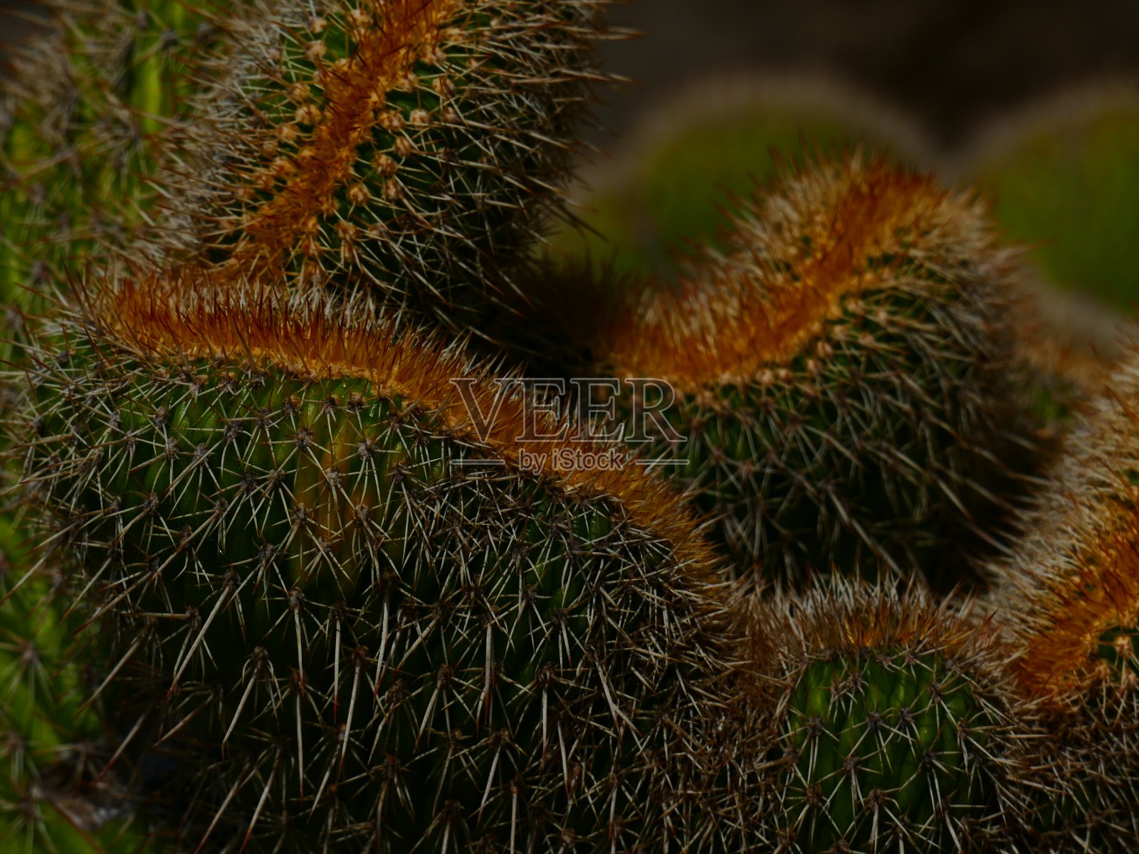 仙人掌照片摄影图片